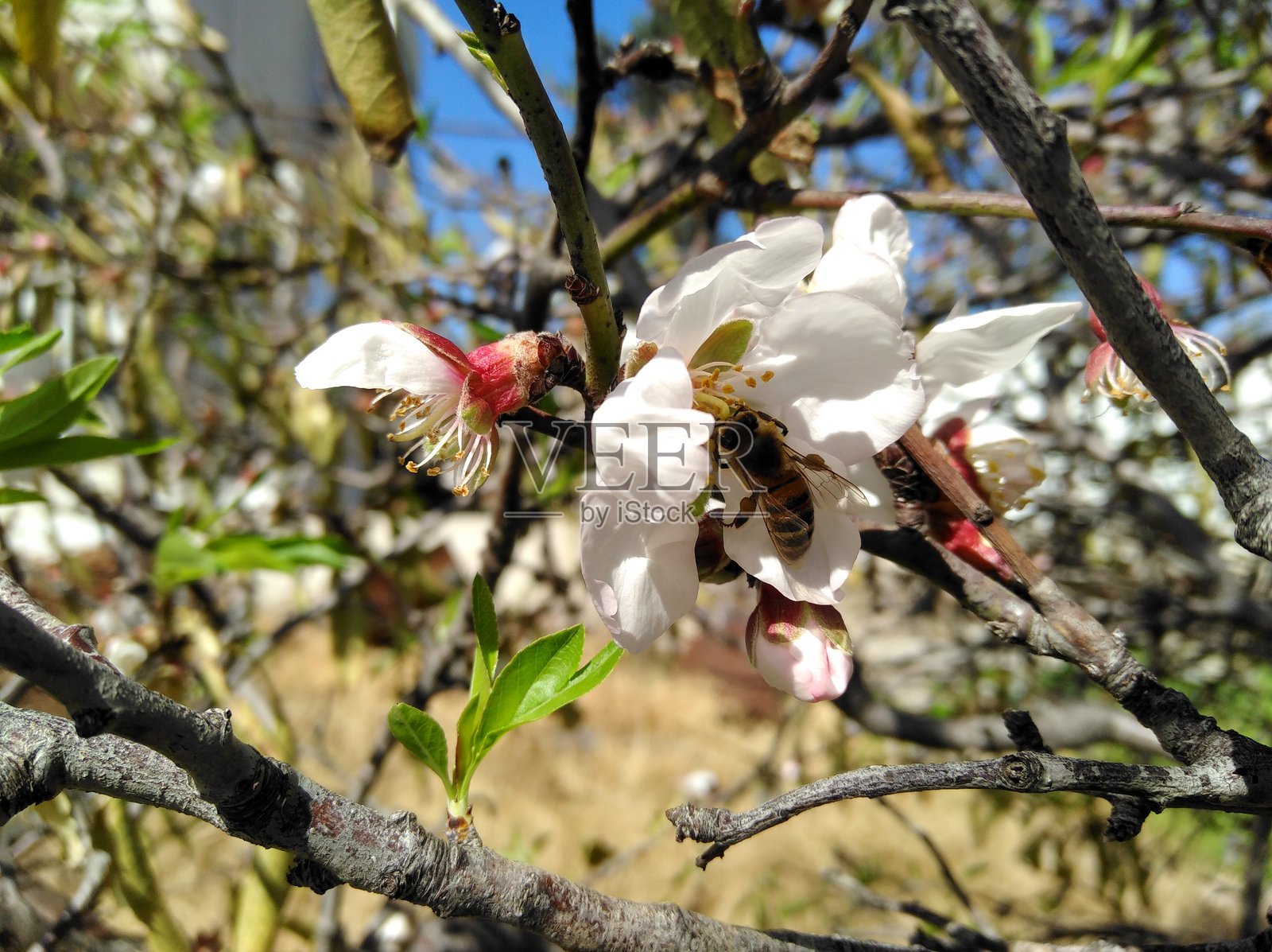农田里的杏仁照片摄影图片