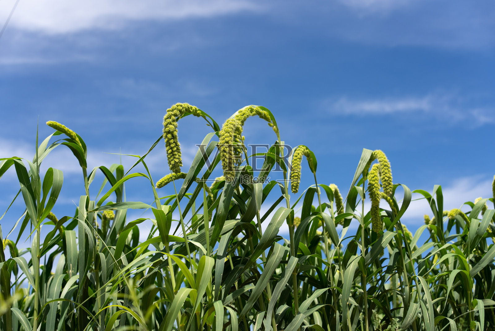 蓝天里的高粱田照片摄影图片