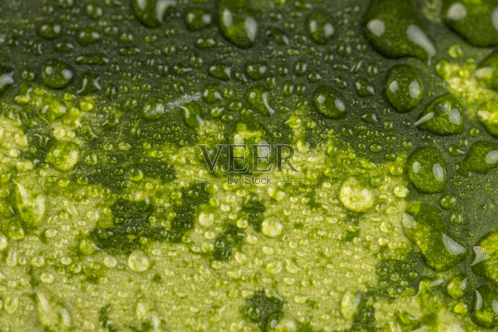 细节的五颜六色的西瓜皮覆盖着水珠照片摄影图片