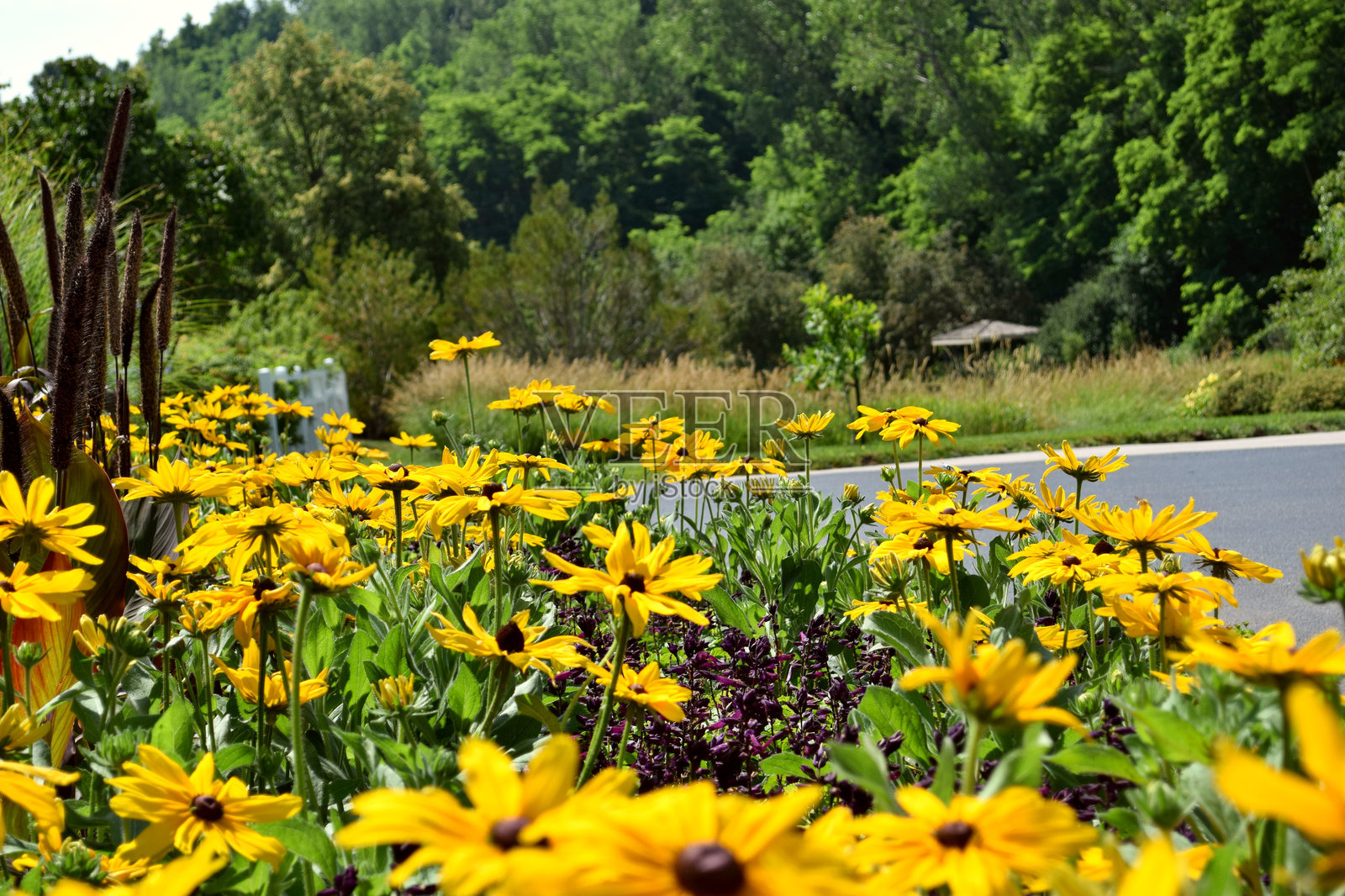 黄花特写照片摄影图片