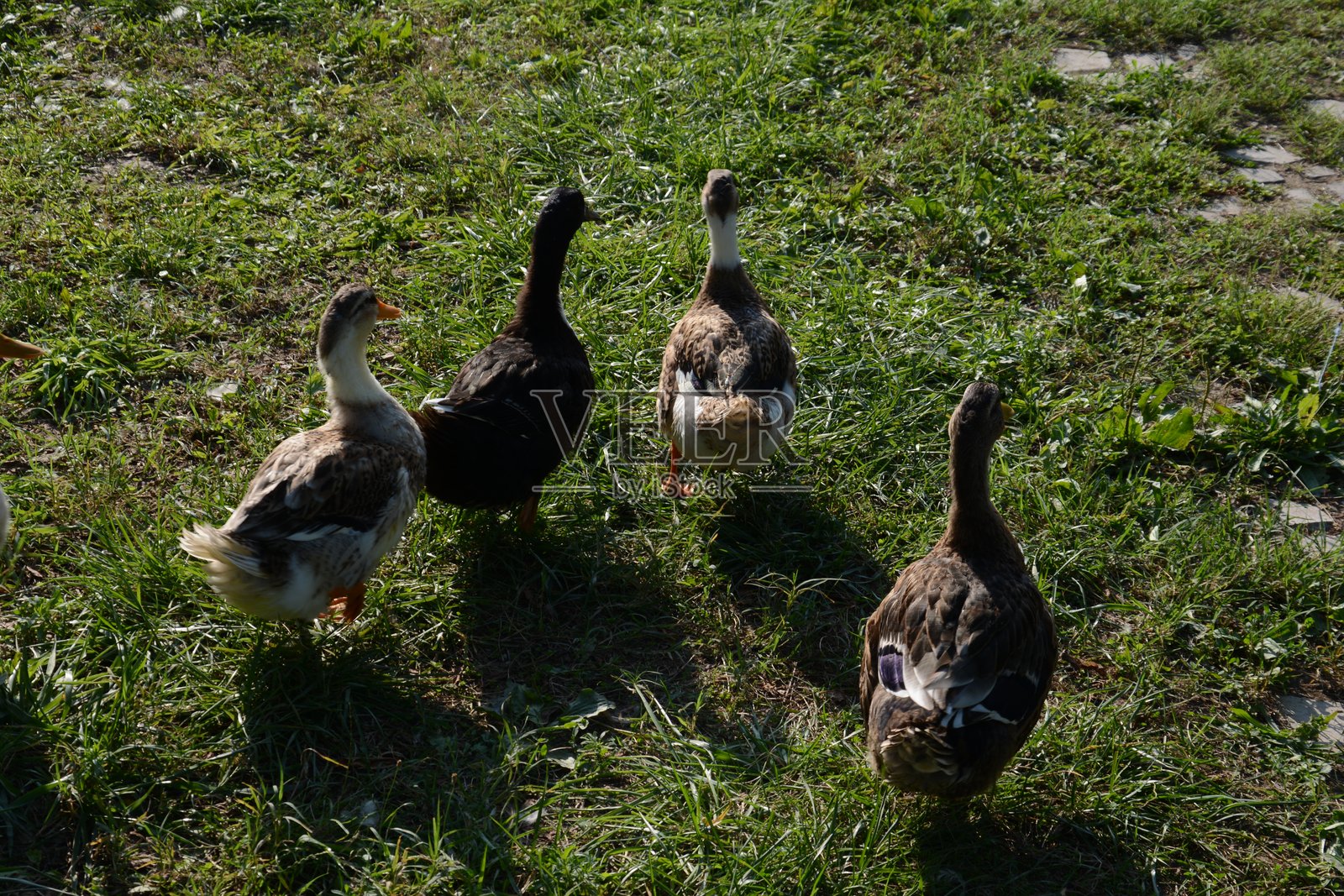 美丽的鸭子。自然中的鸭子照片摄影图片