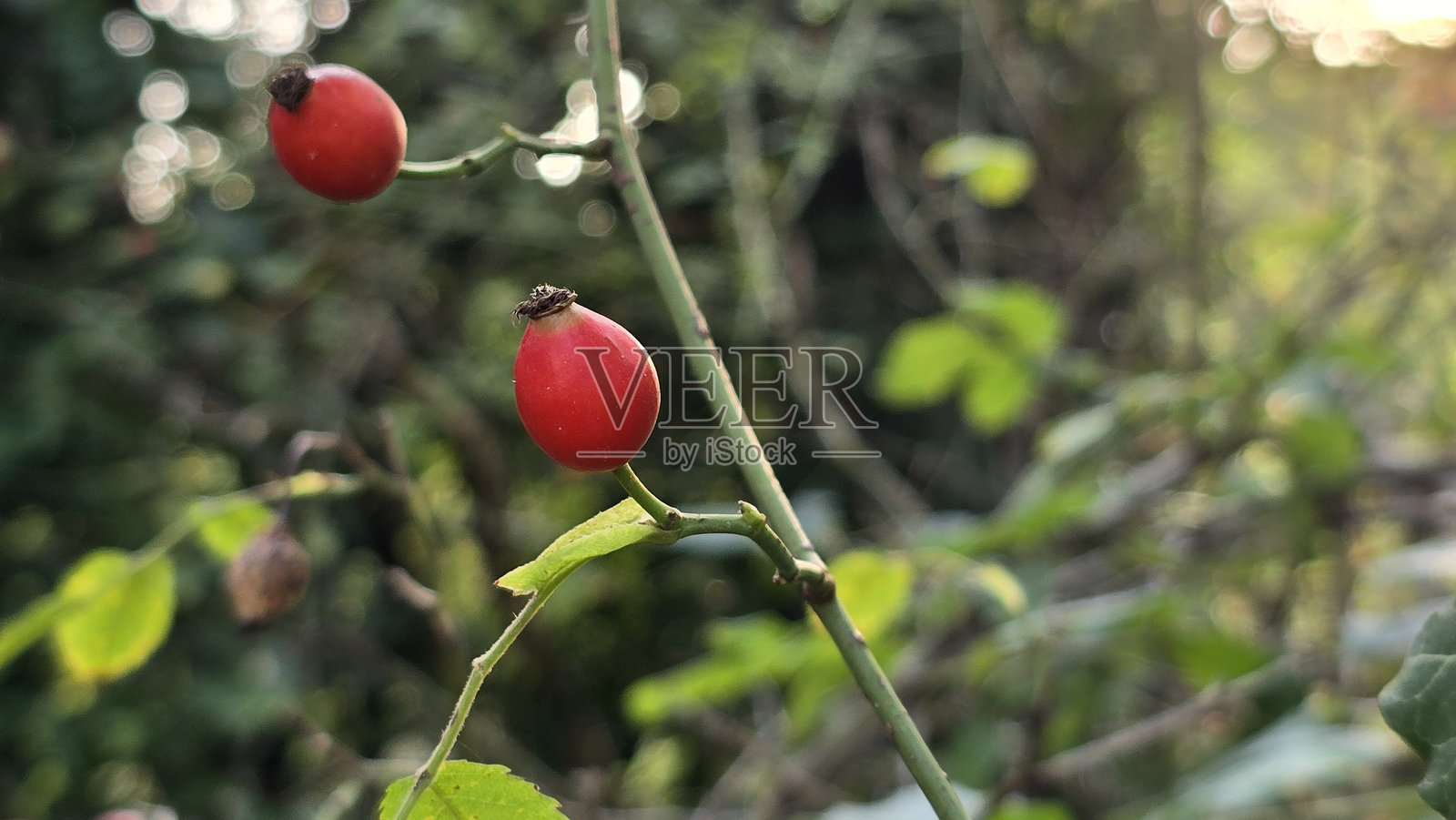 充满活力的玫瑰果在大自然的怀抱照片摄影图片