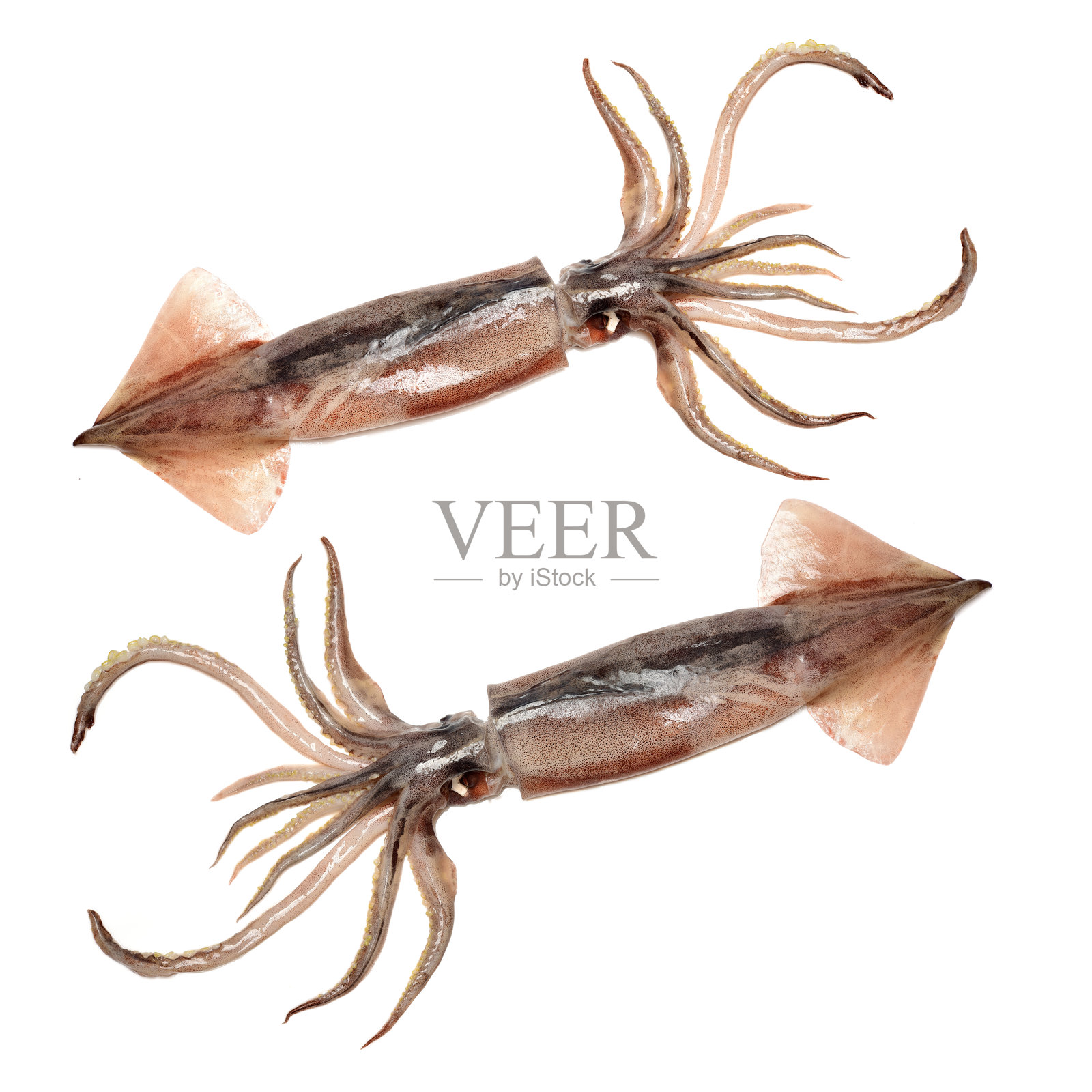 鲜鱿鱼照片摄影图片