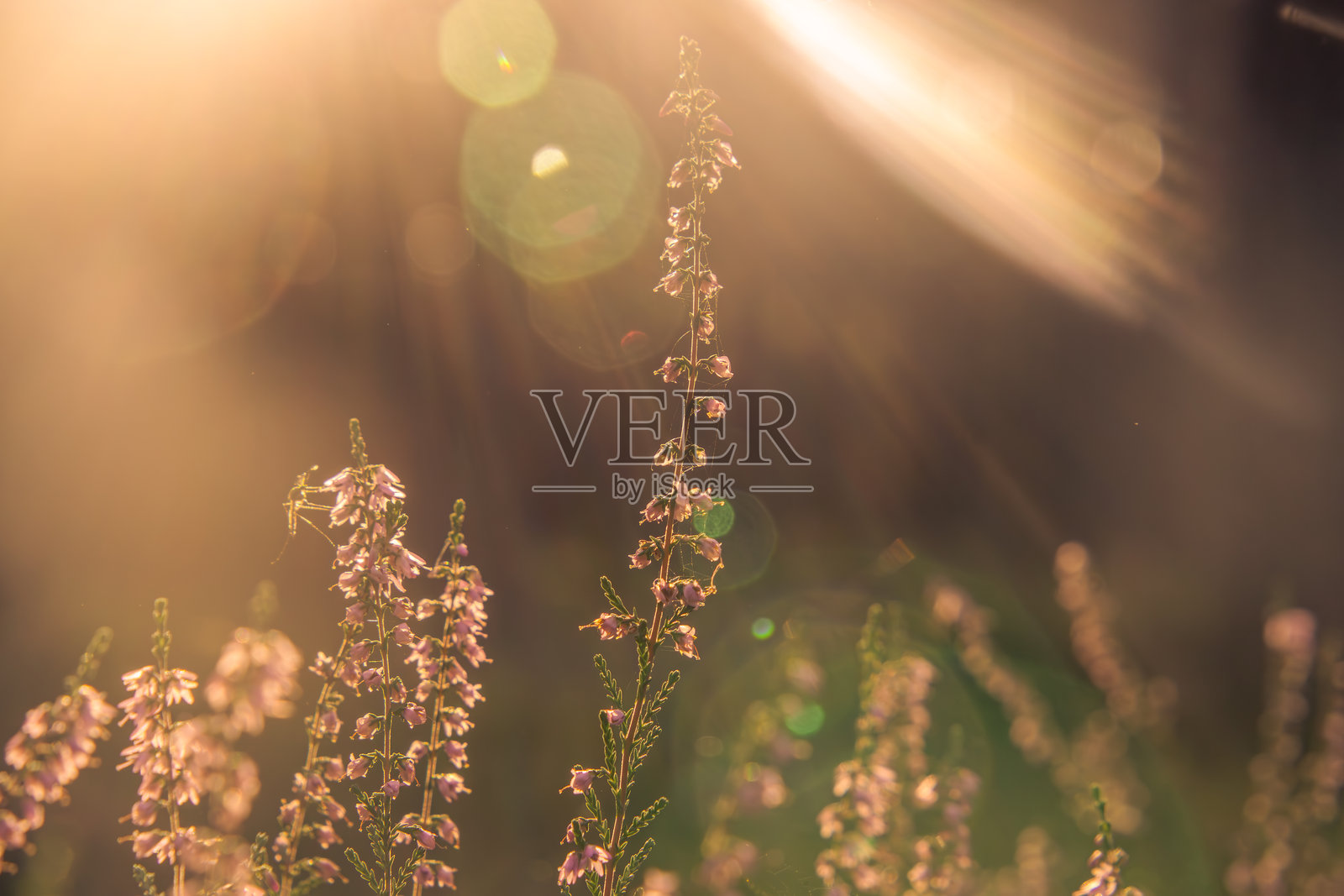 森林里美丽的紫色石南灌木丛。美丽的夏日森林里盛开着紫色的石南花。宏观尺度。森林的抽象。太阳光线和耀斑照片摄影图片