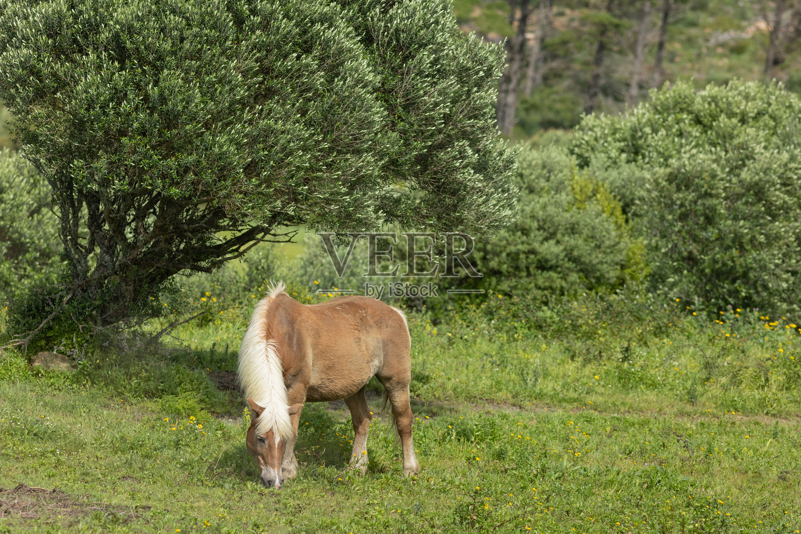 马在橄榄树下的绿色草地上平静地吃草照片摄影图片