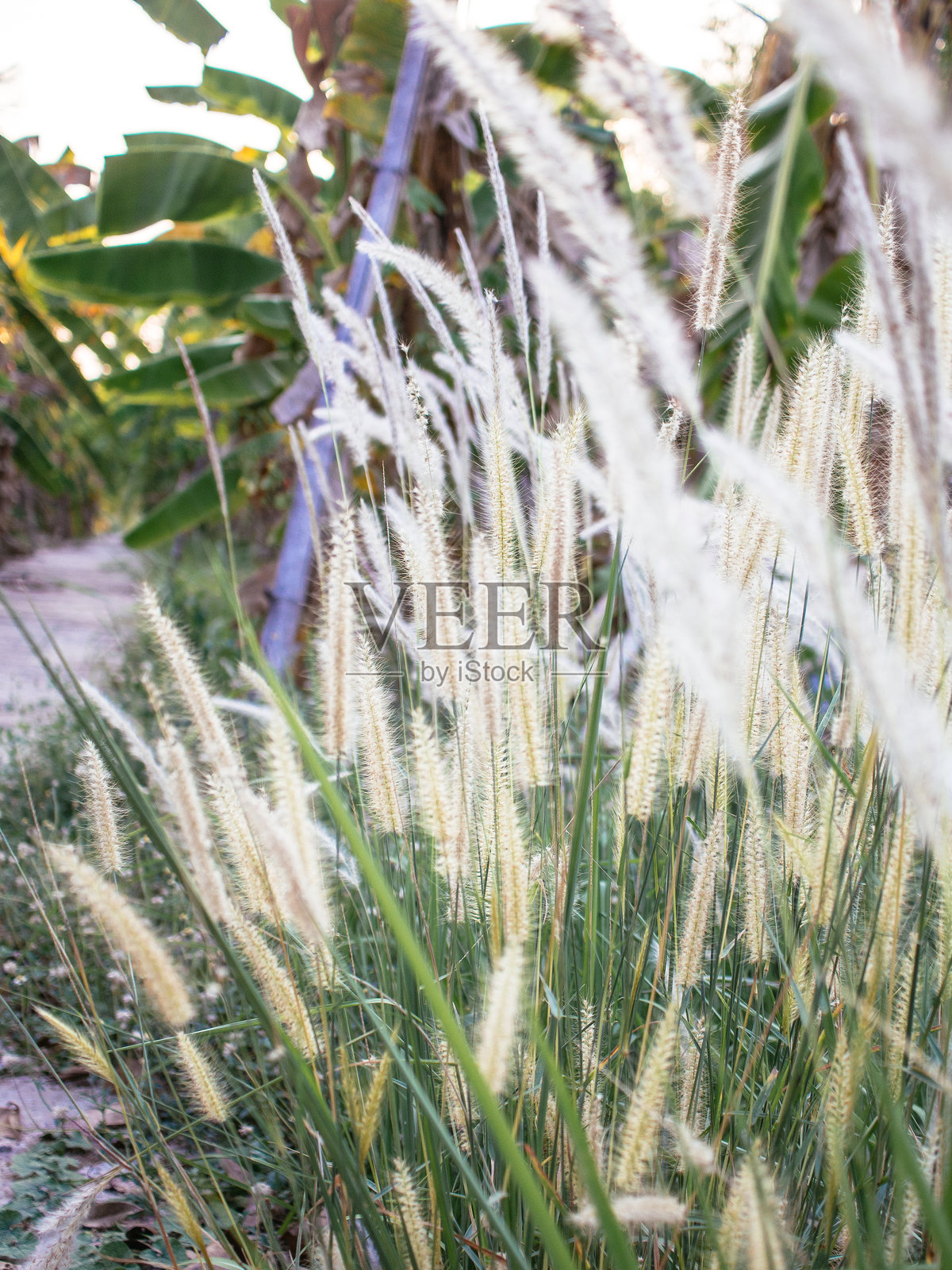 草地上的花照片摄影图片