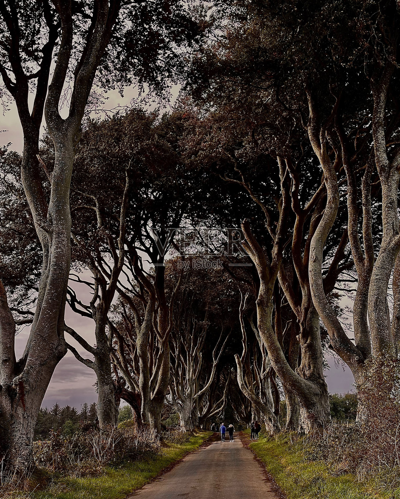 黑暗的树篱照片摄影图片