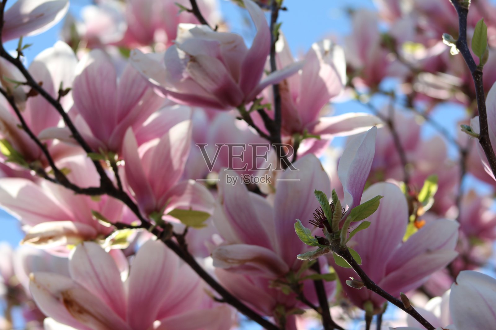 粉红色和白色的花朵盛开在树上与清晰的蓝天背景照片摄影图片