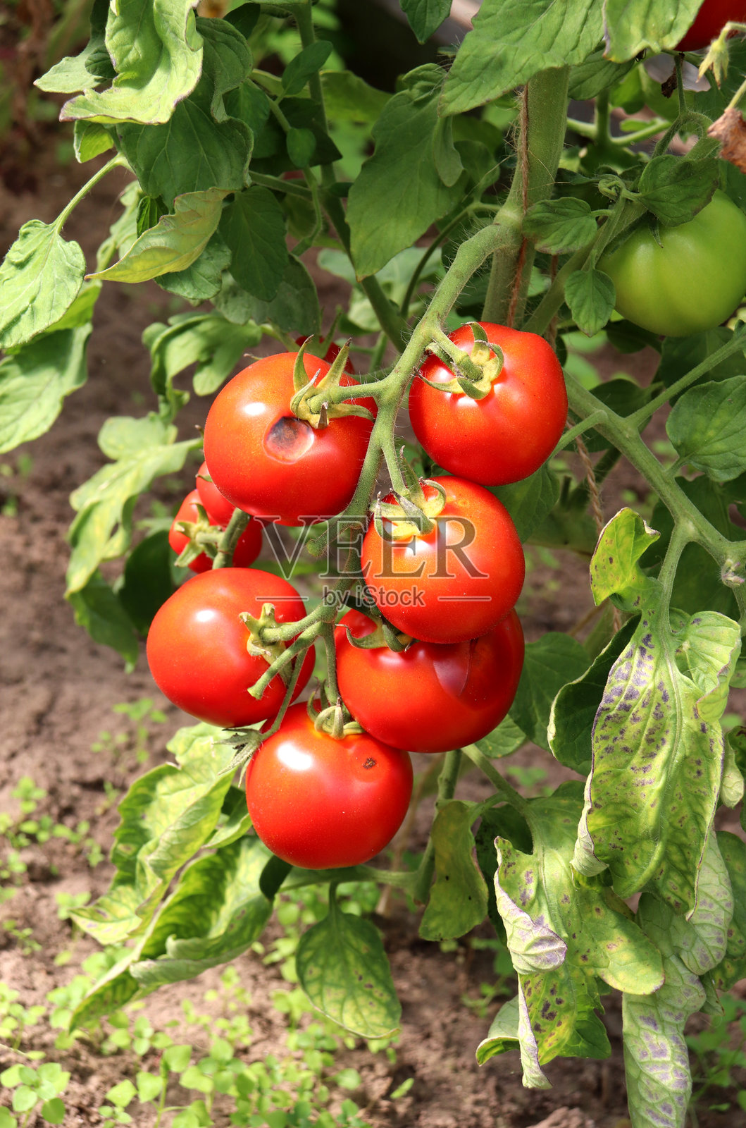 温室里，一丛带黑斑的红番茄照片摄影图片