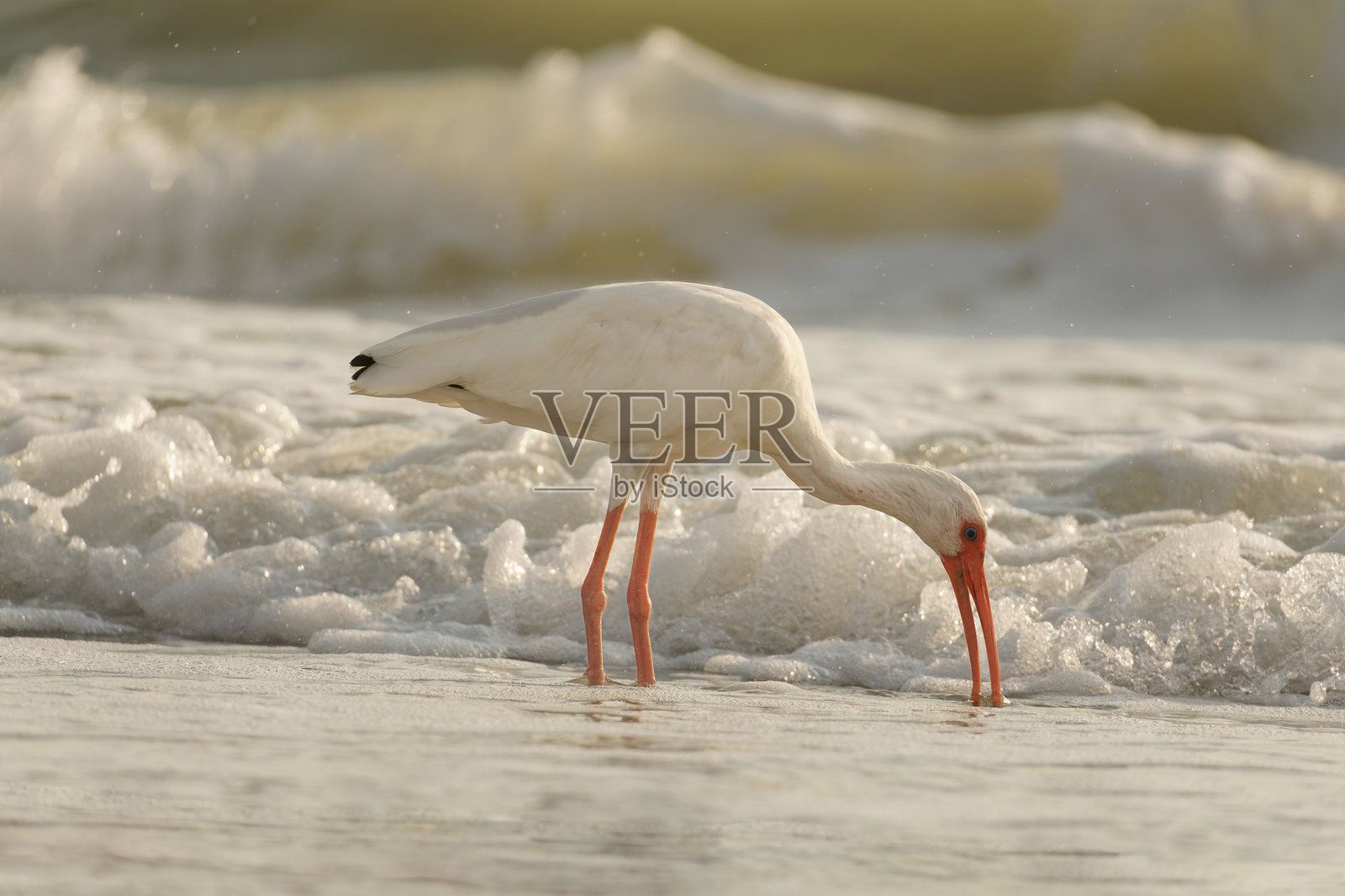 白鹮照片摄影图片