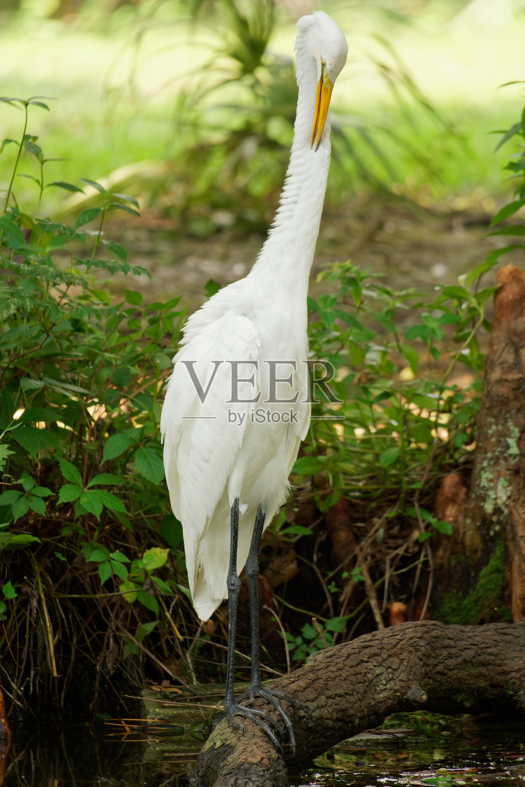 大白鹭照片摄影图片