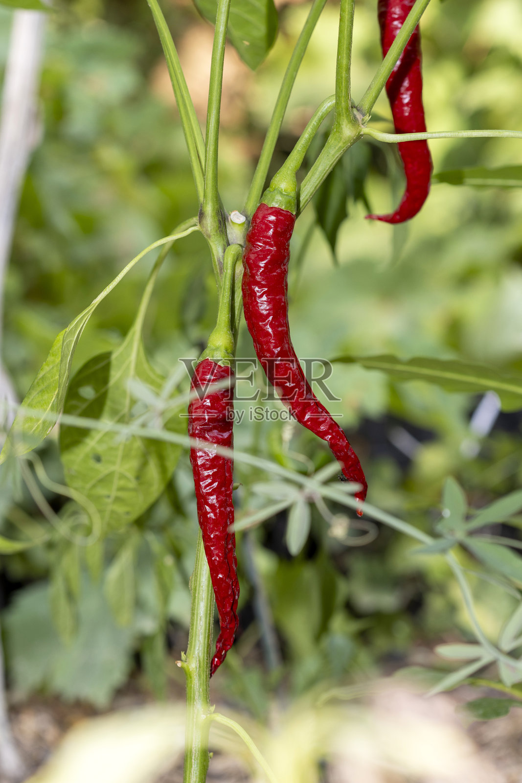 红辣椒照片摄影图片