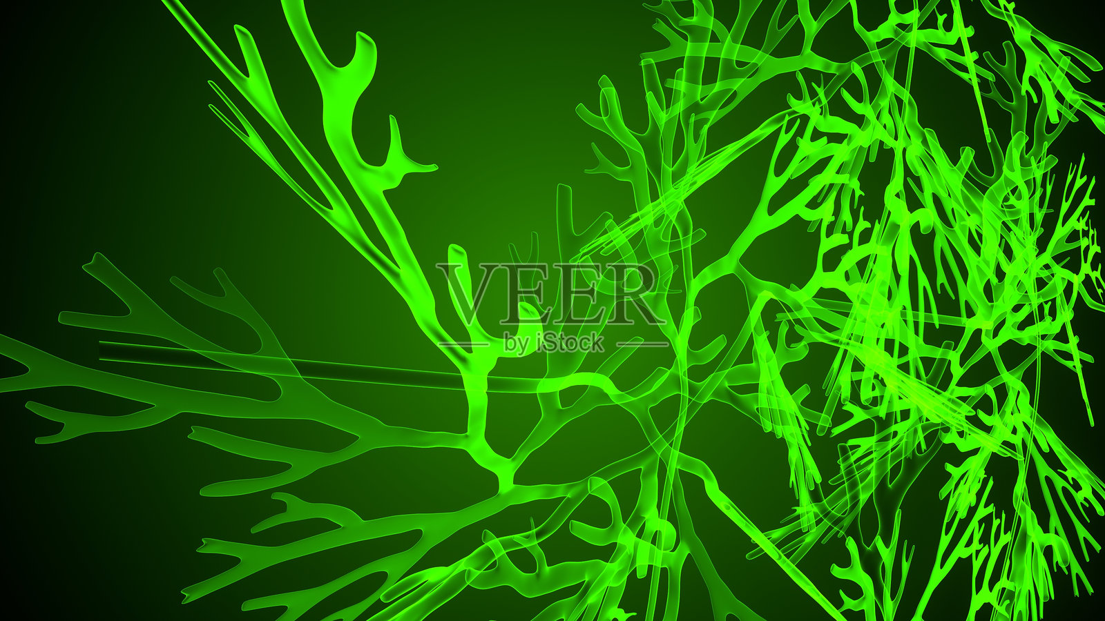 双叶藓菌体结构照片摄影图片