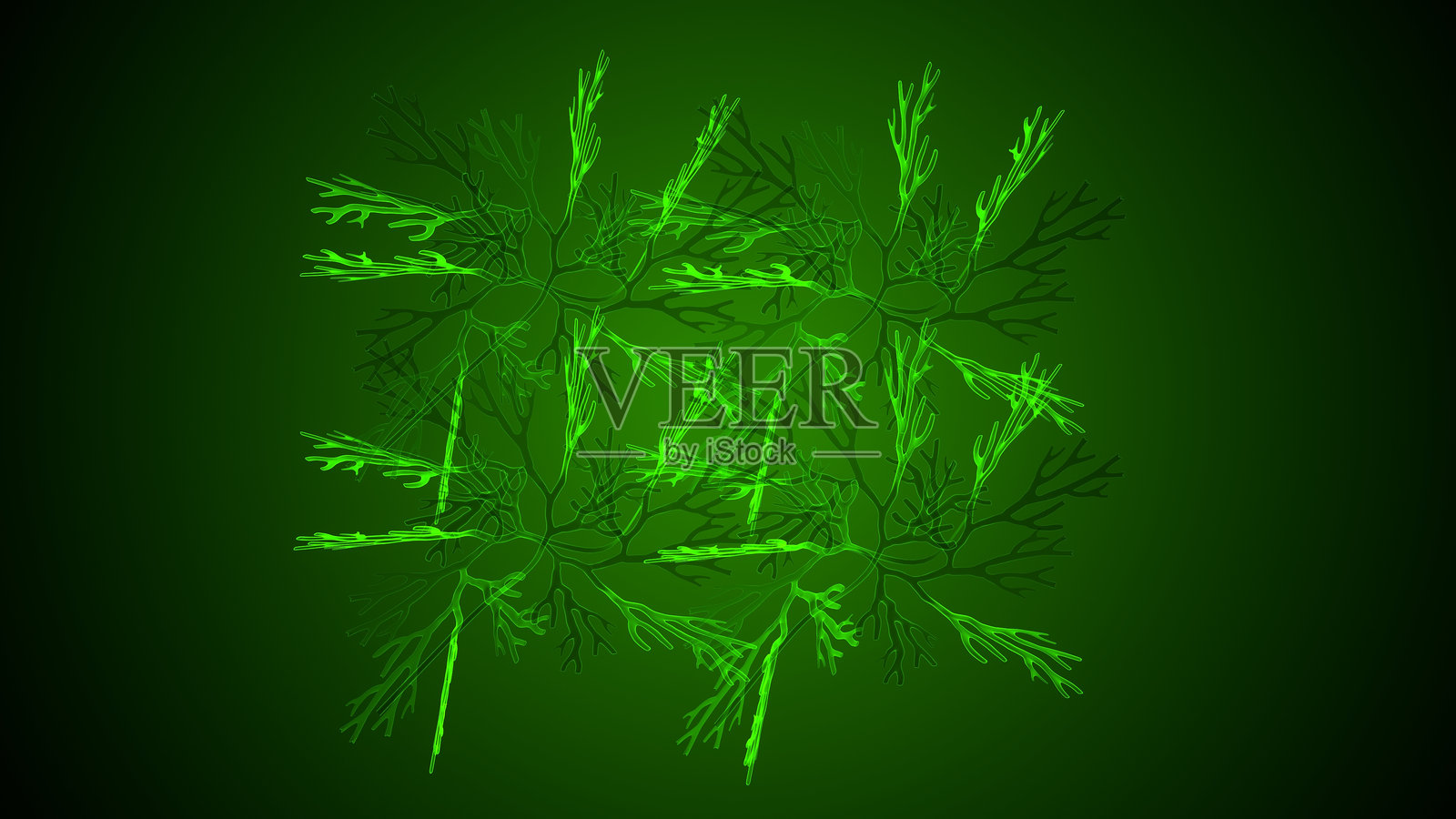 双叶藓菌体结构照片摄影图片