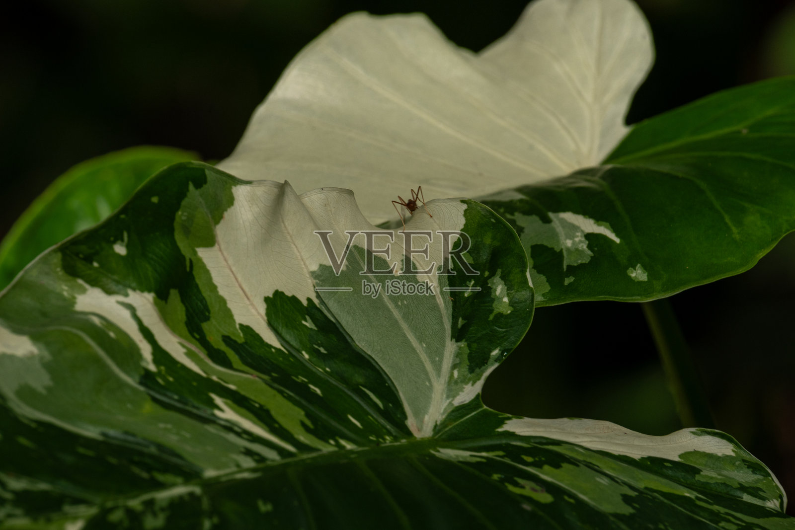 红色蚂蚁和杂色叶照片摄影图片