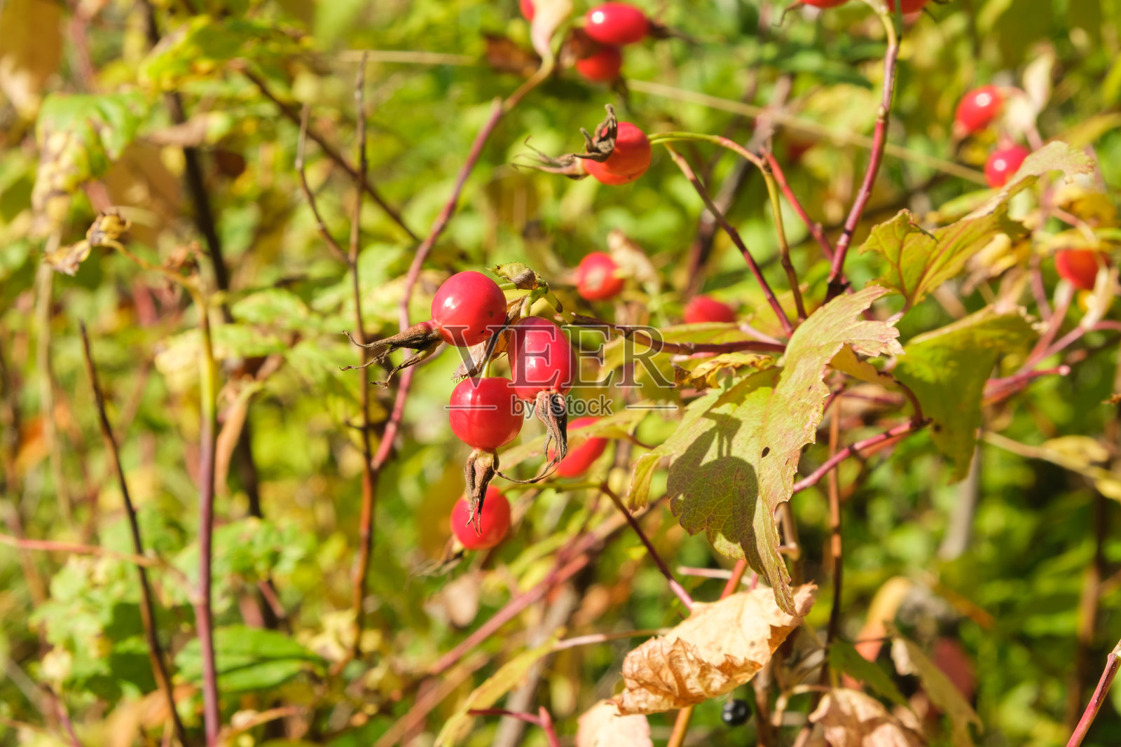森林里灌木上成熟的玫瑰果。健康的天然有机浆果。照片摄影图片