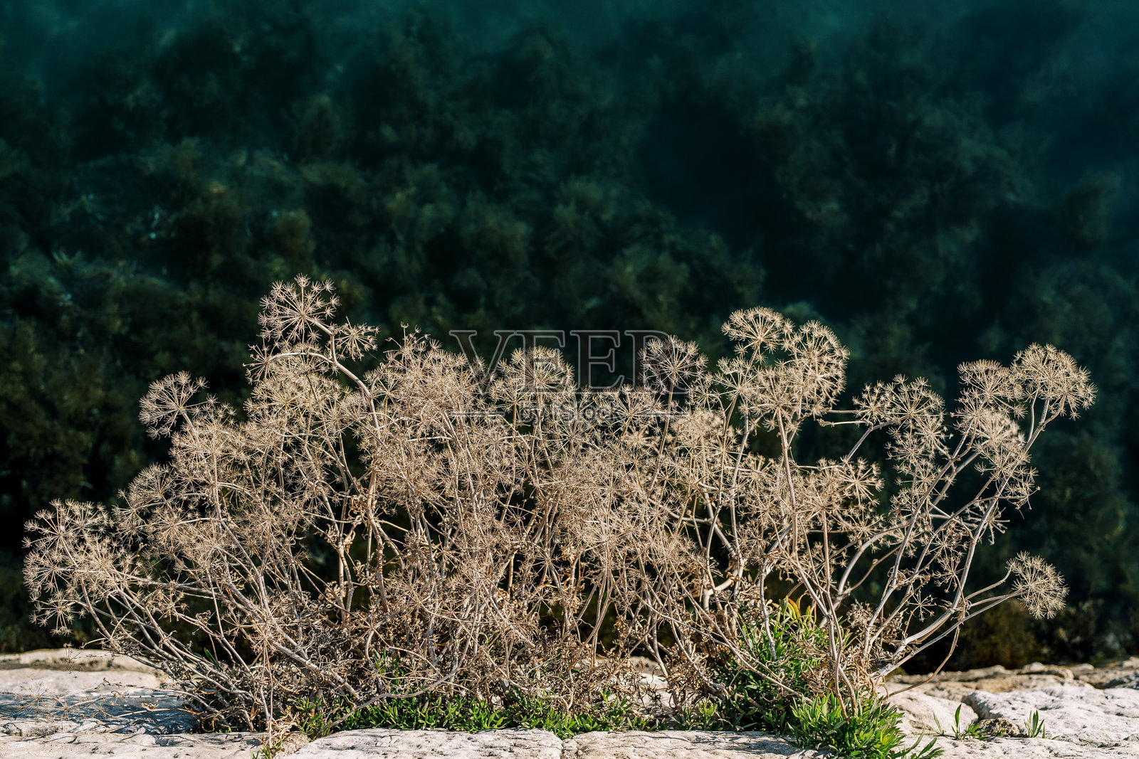从绿草中穿过石头生长的干灌木照片摄影图片