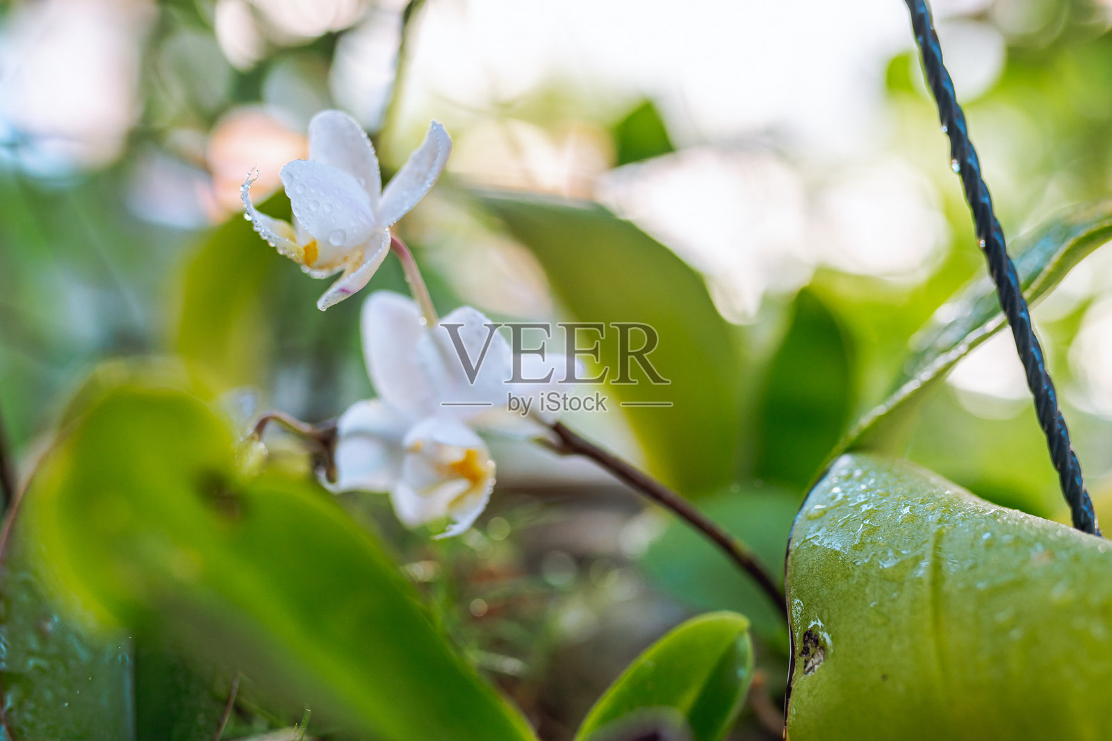 柳条篮子里盛开的兰花照片摄影图片