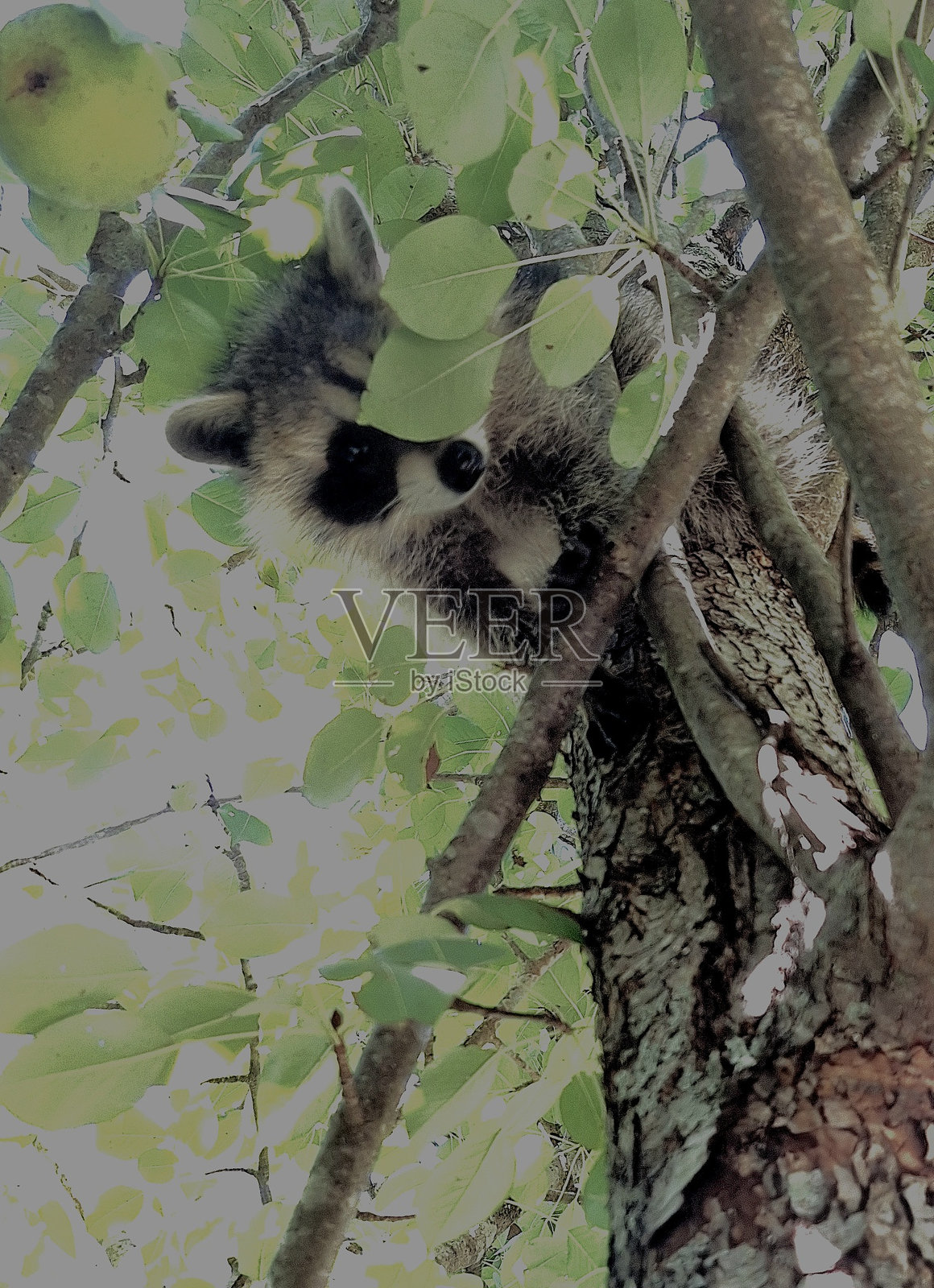 梨树海盗照片摄影图片
