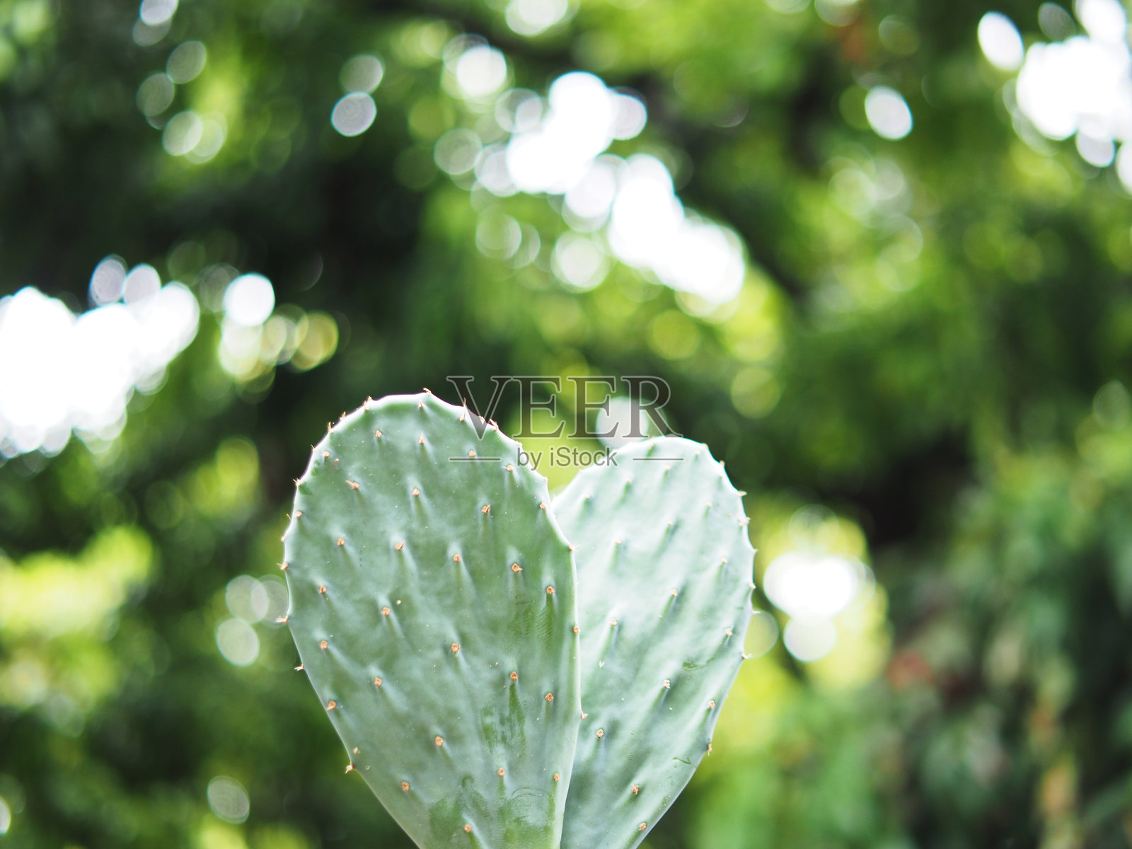 家庭盆栽仙人掌照片摄影图片