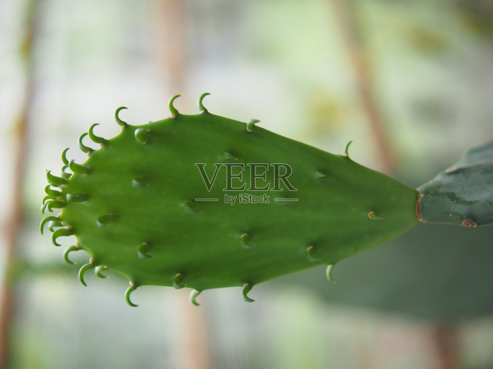 家庭盆栽仙人掌照片摄影图片