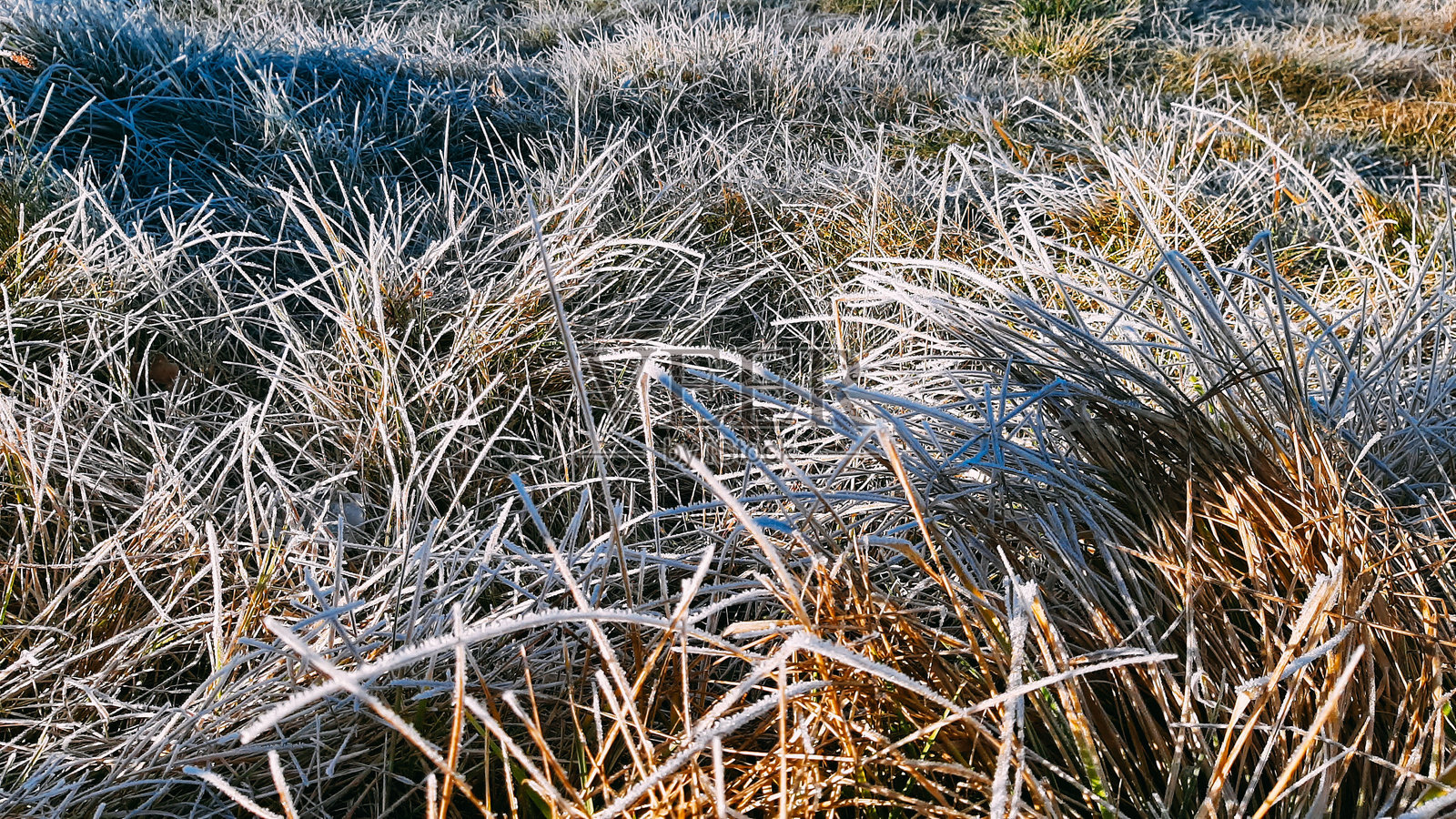 近距离观察生长在农田上的小草、青麦、农业、清晨的霜冻上的叶子照片摄影图片
