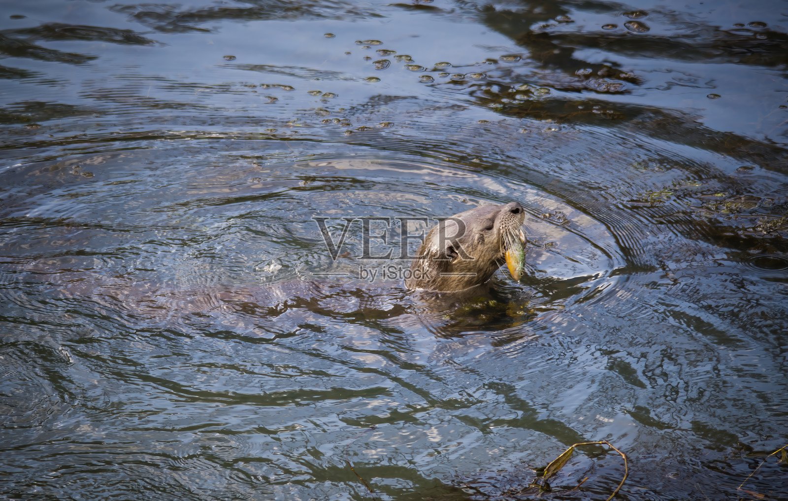 河水獭照片摄影图片