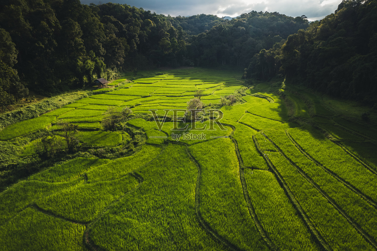 鸟瞰农村森林中的绿色稻田照片摄影图片