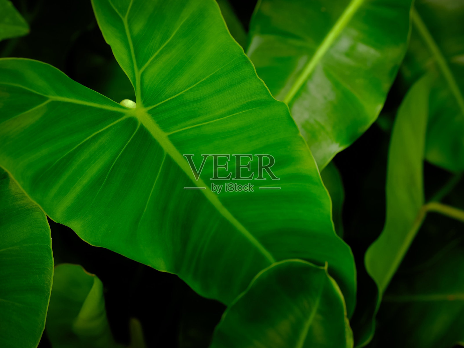 背景上的绿蒲公英叶子。照片摄影图片