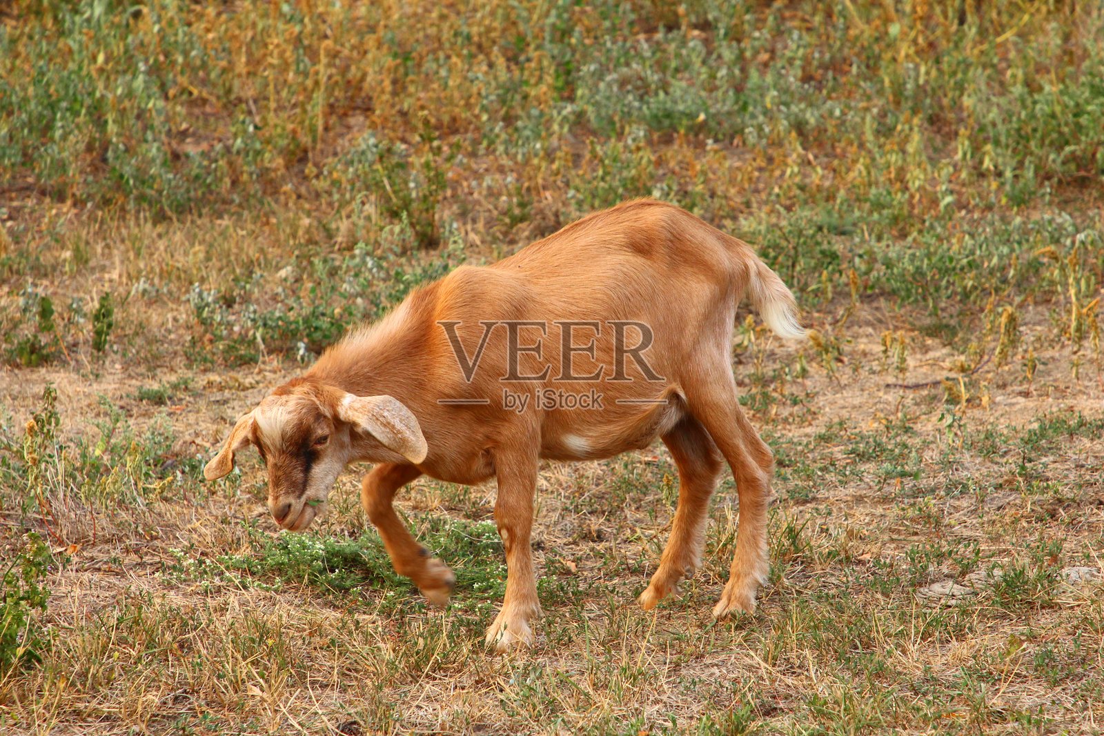 一只狗在田野里散步照片摄影图片