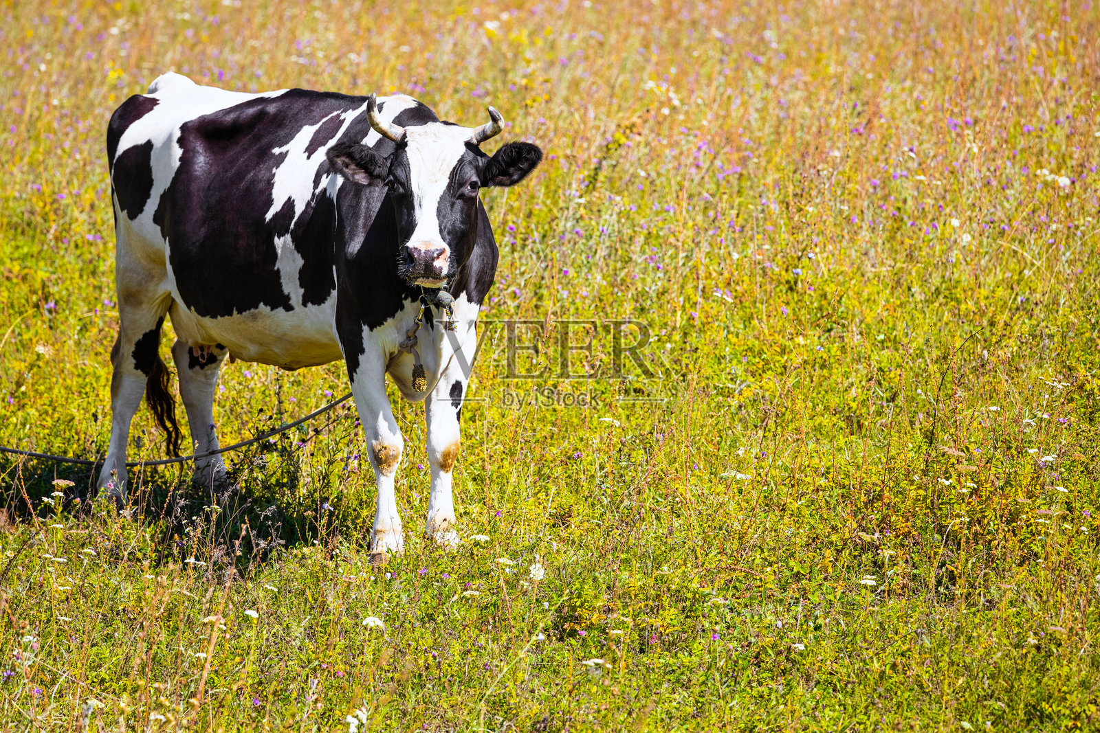在田野背景上有黑白斑点的母牛照片摄影图片