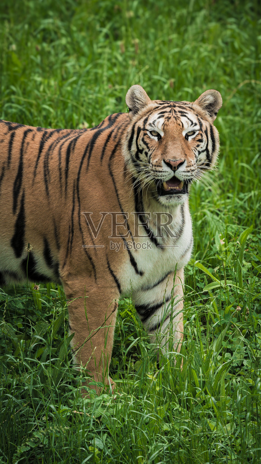 凶猛的老虎在它的自然栖息地照片摄影图片