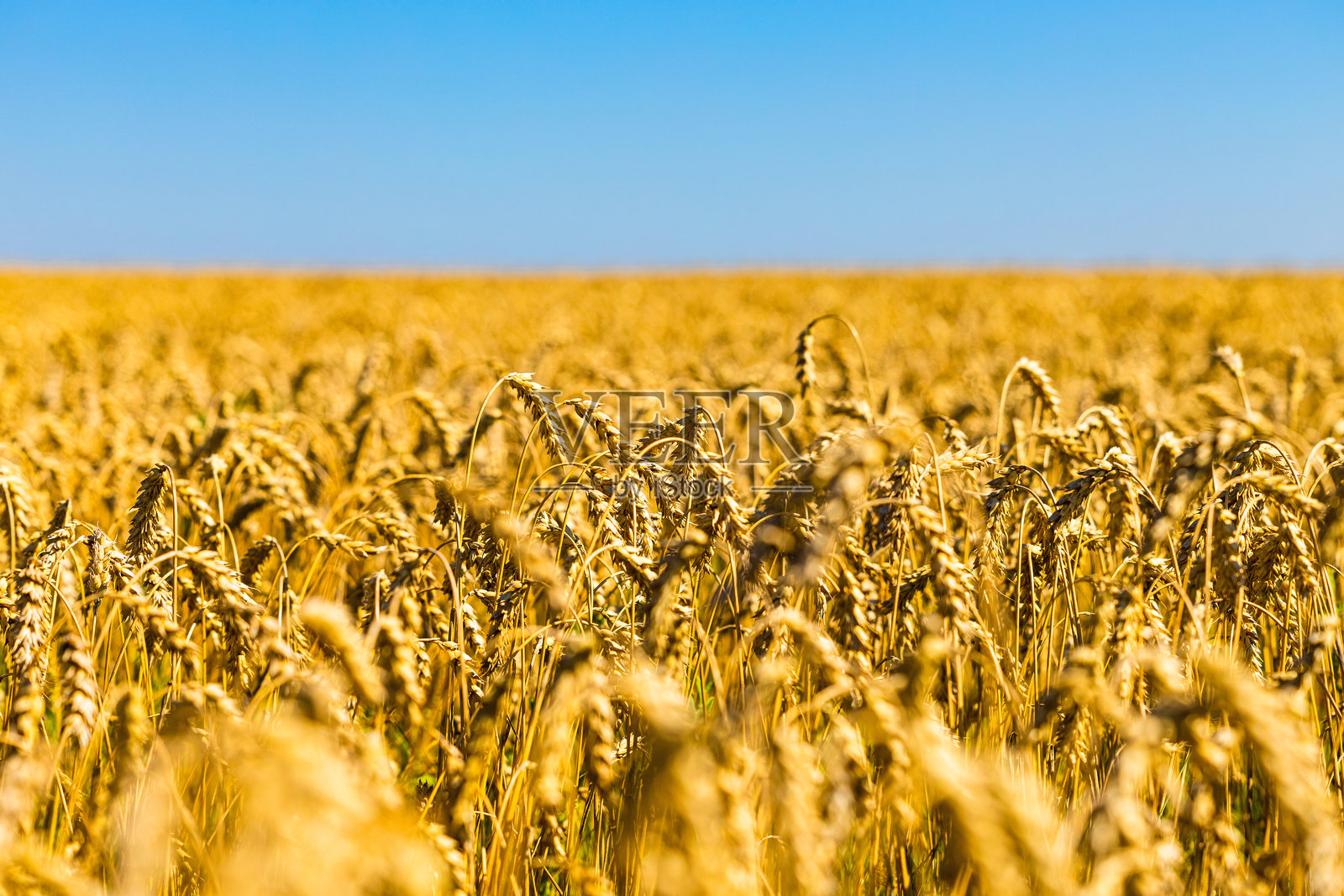麦田里的麦穗，用浅景深拍摄照片摄影图片