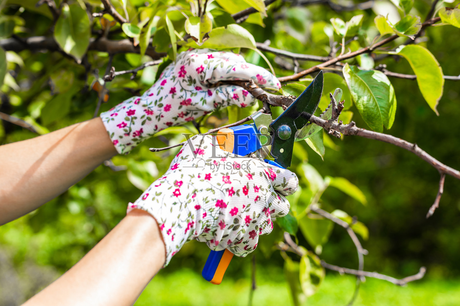 戴着园艺手套的妇女用剪刀剪干树枝照片摄影图片