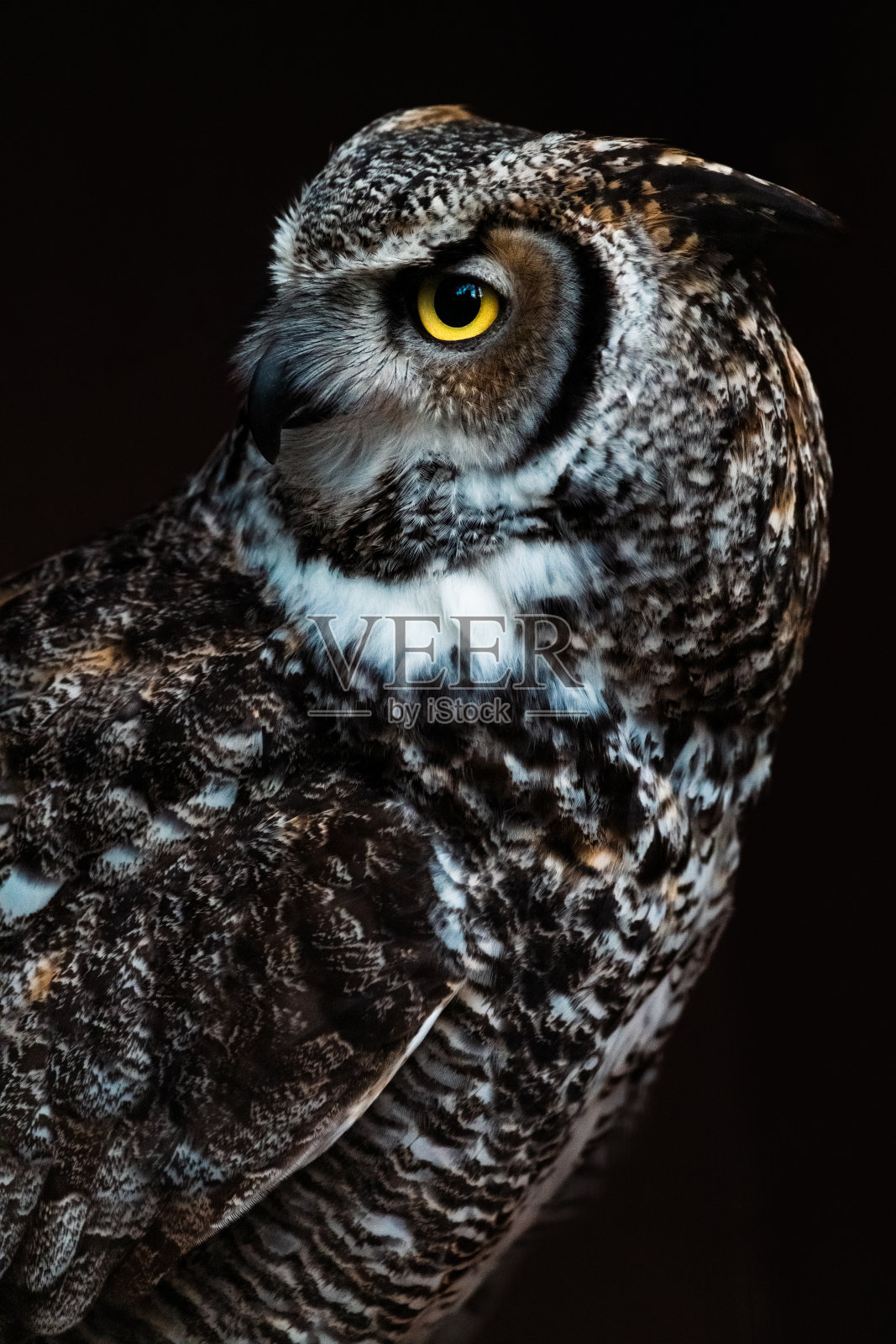 继续关注照片摄影图片