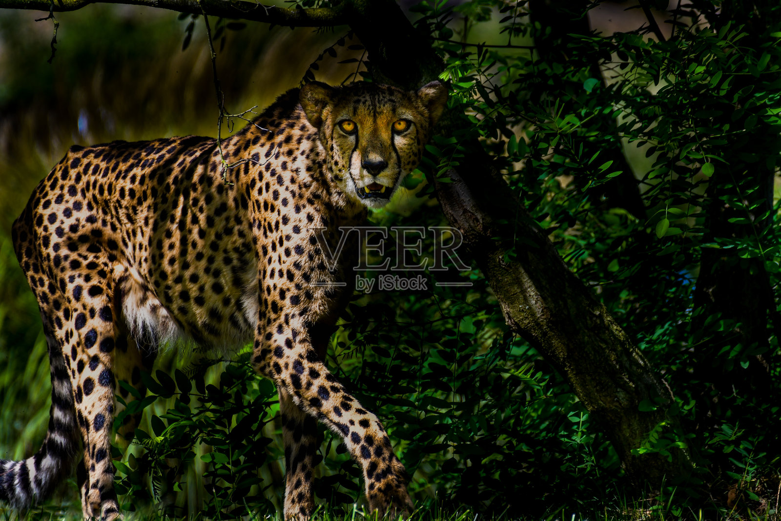 猎豹照片摄影图片