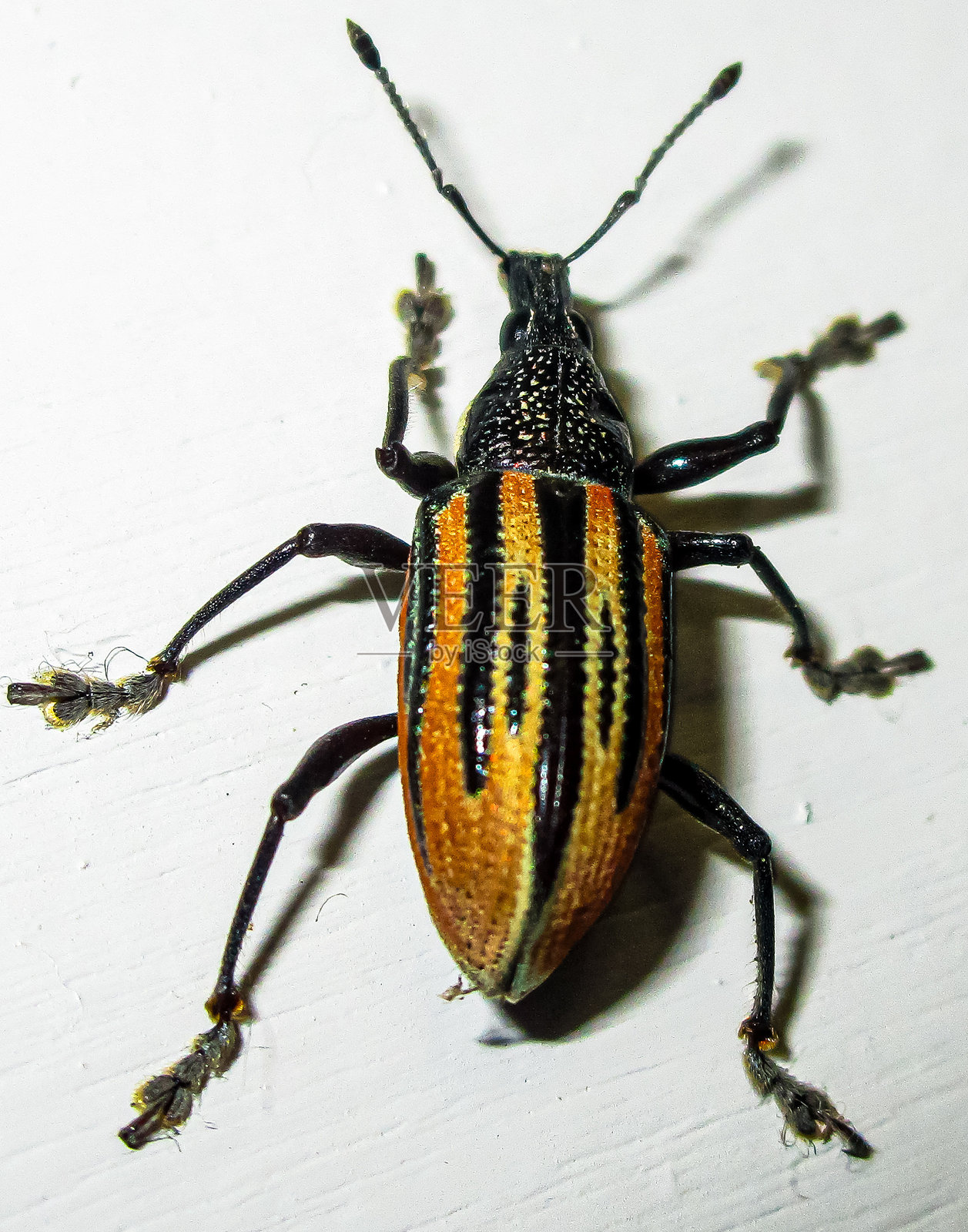 佛罗里达神秘虫照片摄影图片