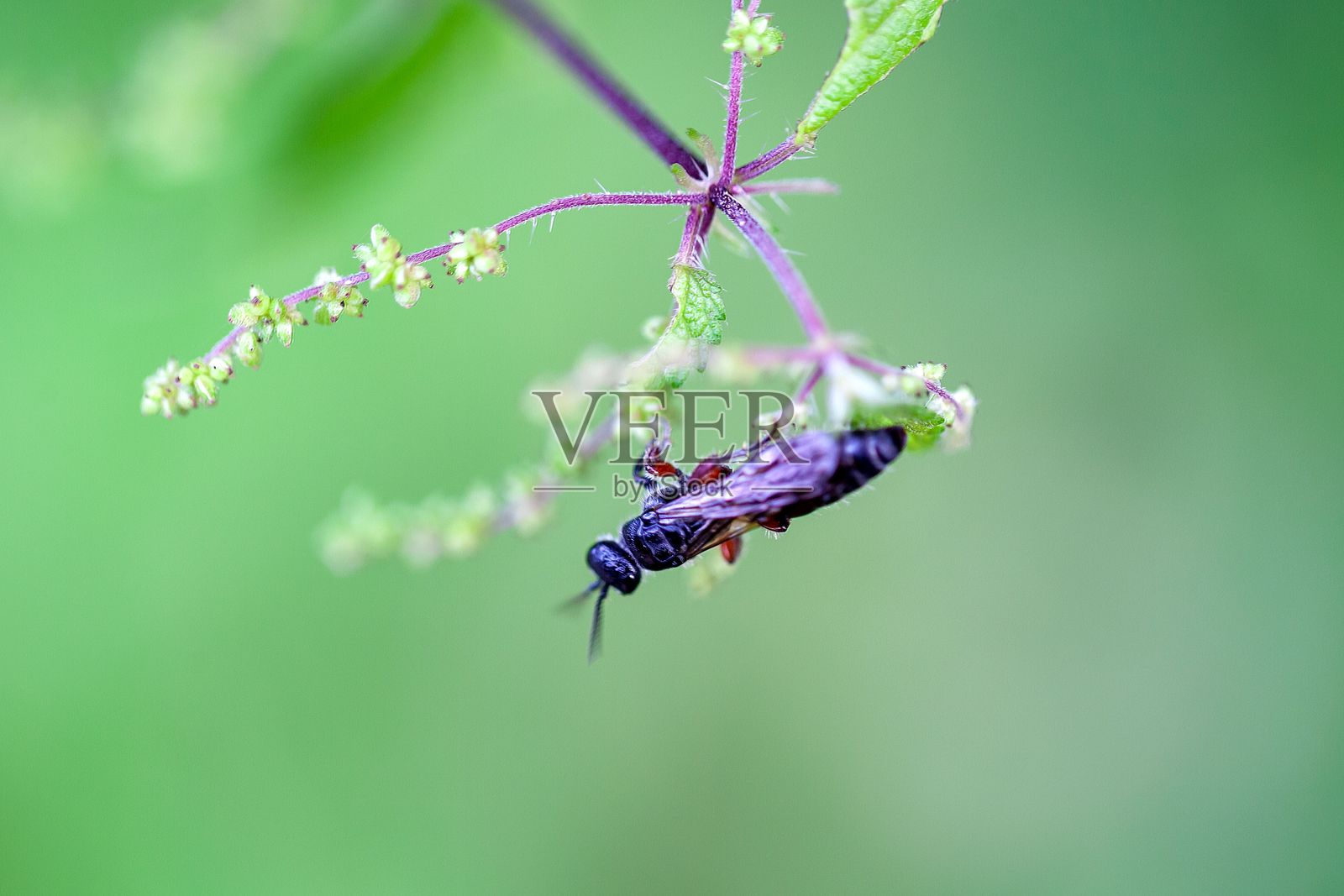 在一株植物上的普通麻蜂，麻蜂照片摄影图片