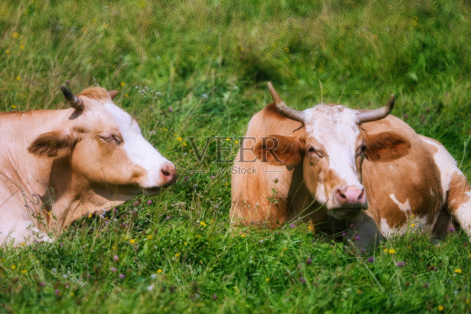 在图林根森林的Rennsteig上照片摄影图片