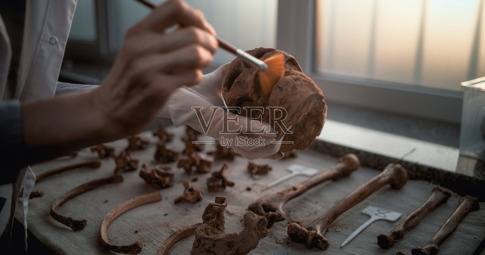 科学家或考古学家用刷子清洁化石头骨的特写照片摄影图片