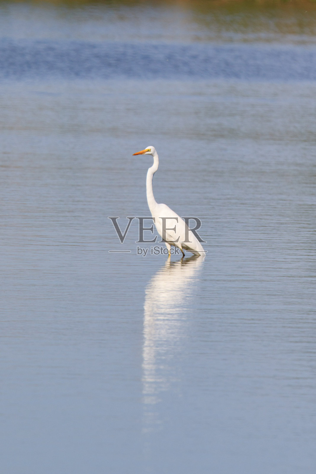 香港米埔自然保护区浅水区的独居白鹭狩猎照片摄影图片