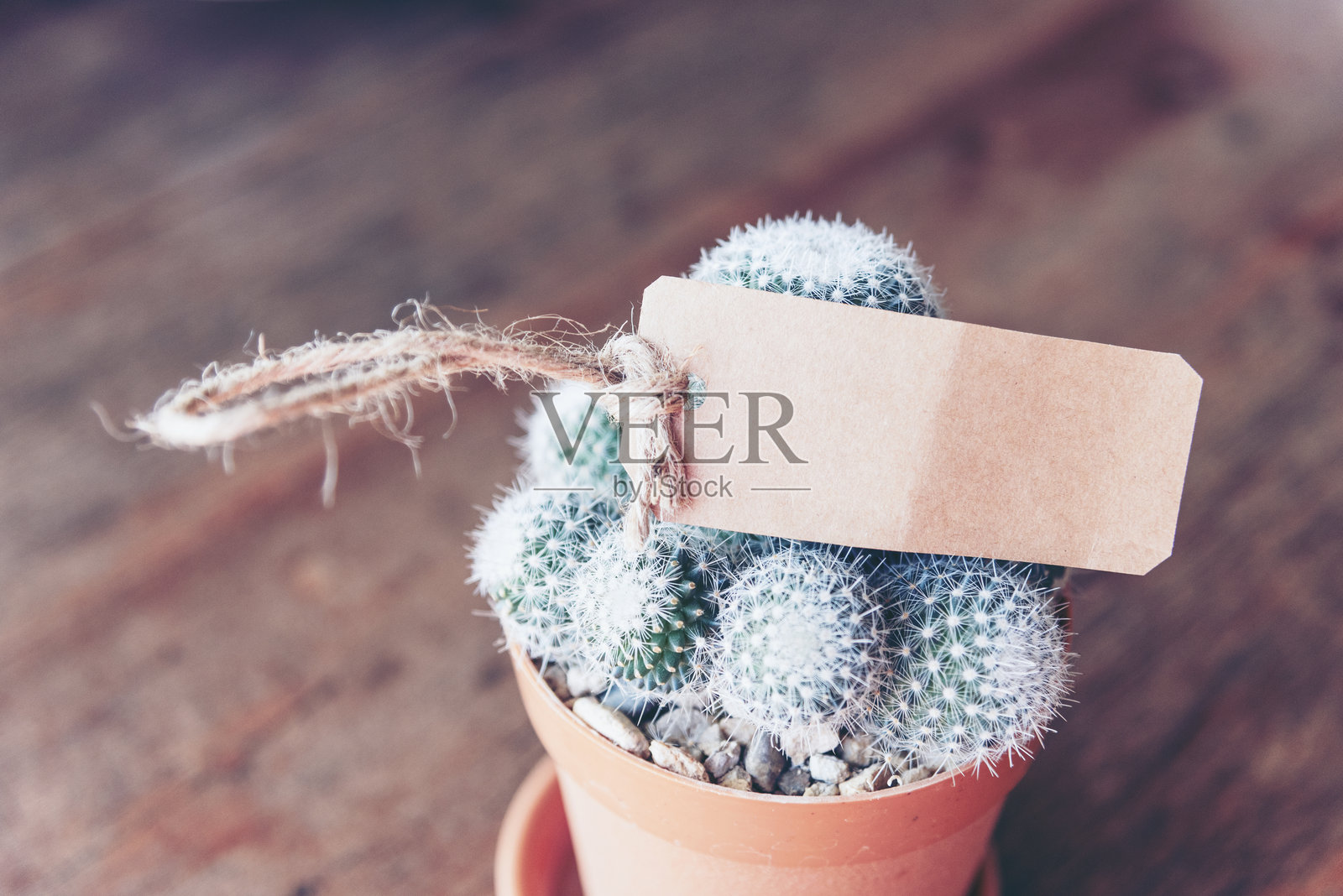 仙人掌与空横幅木桌背景设计为室内使用板。展示产品家具桌与模糊背景。随时可用来呈现产品展示横幅与复制空间照片摄影图片