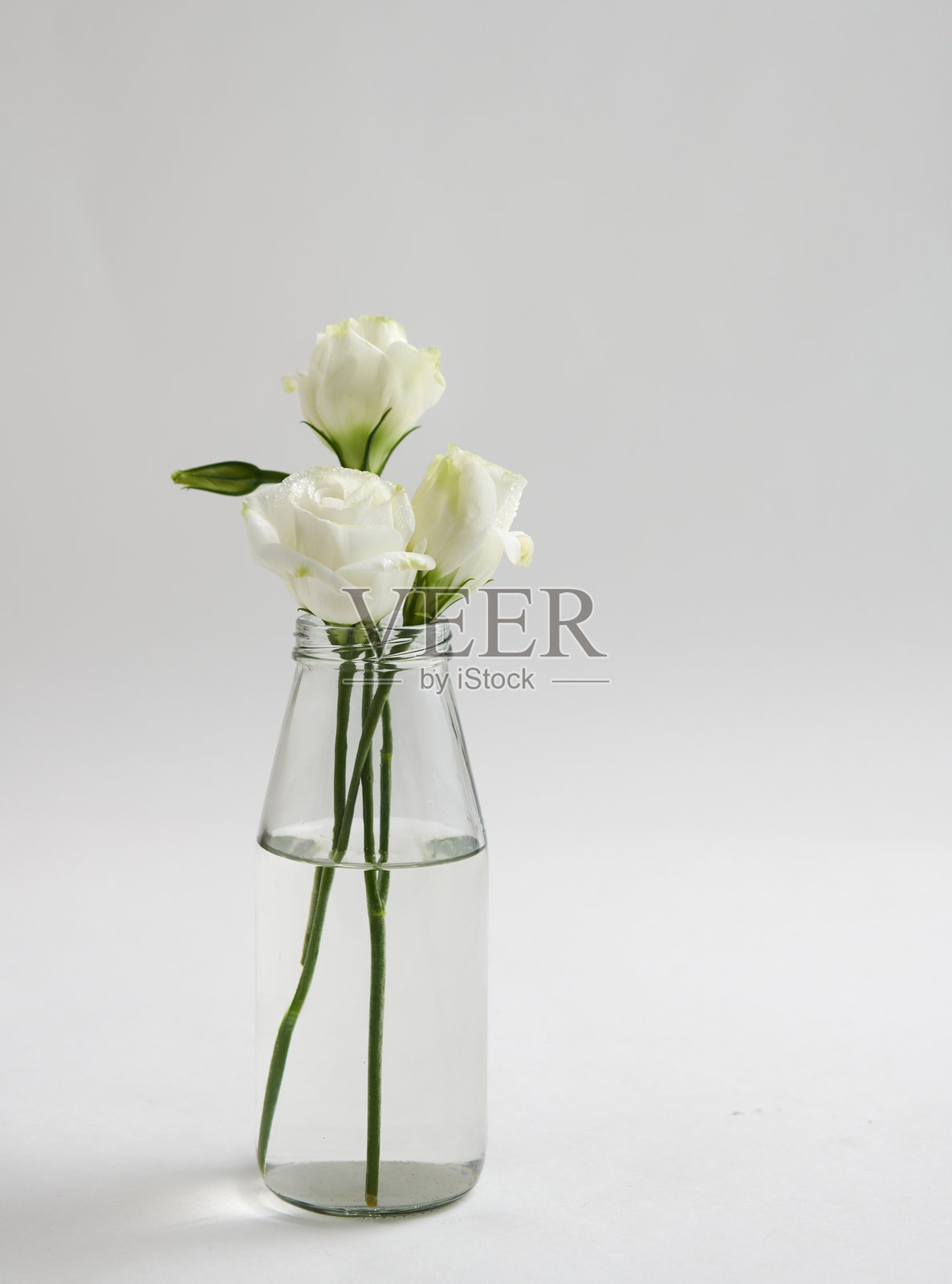 白玫瑰插在白色背景的小玻璃花瓶里。照片摄影图片
