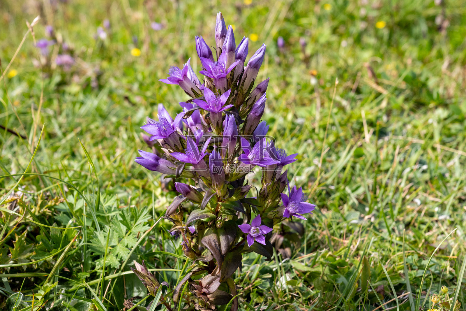 巴伐利亚阿尔卑斯山的草地上，一朵美丽的紫色开花的德国龙胆(德国龙胆)的特写照片摄影图片