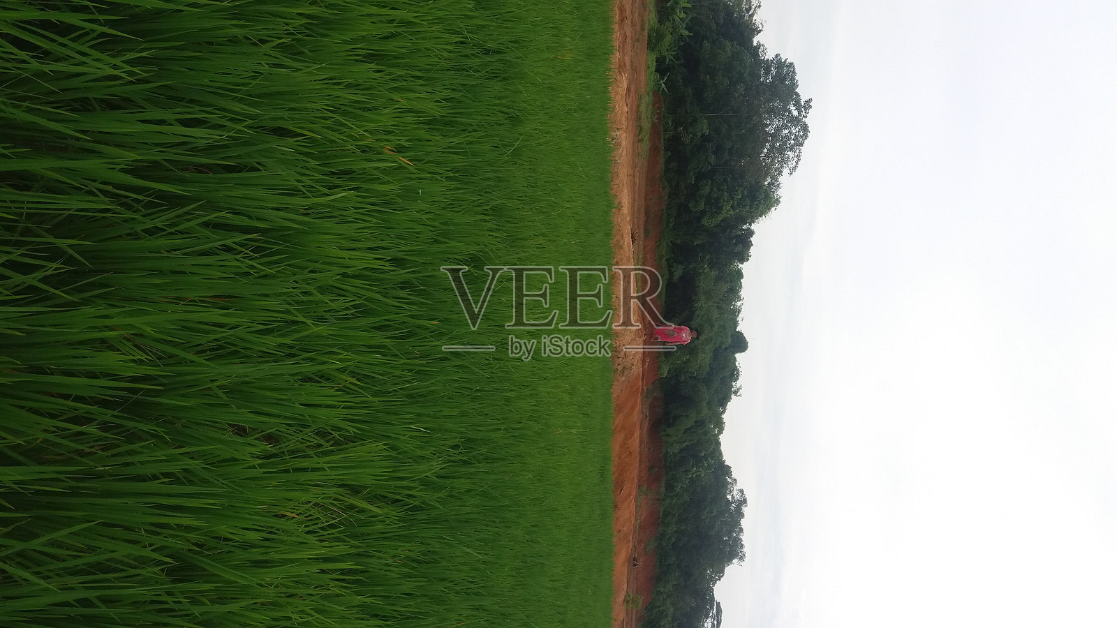 以传统农民为特色的宁静风景照片摄影图片