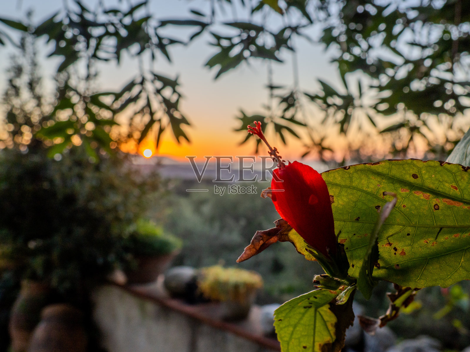 日落的花照片摄影图片
