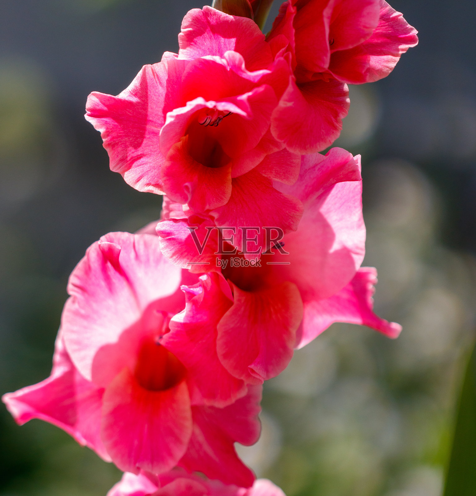 粉红色的百合花在大自然中。特写镜头照片摄影图片