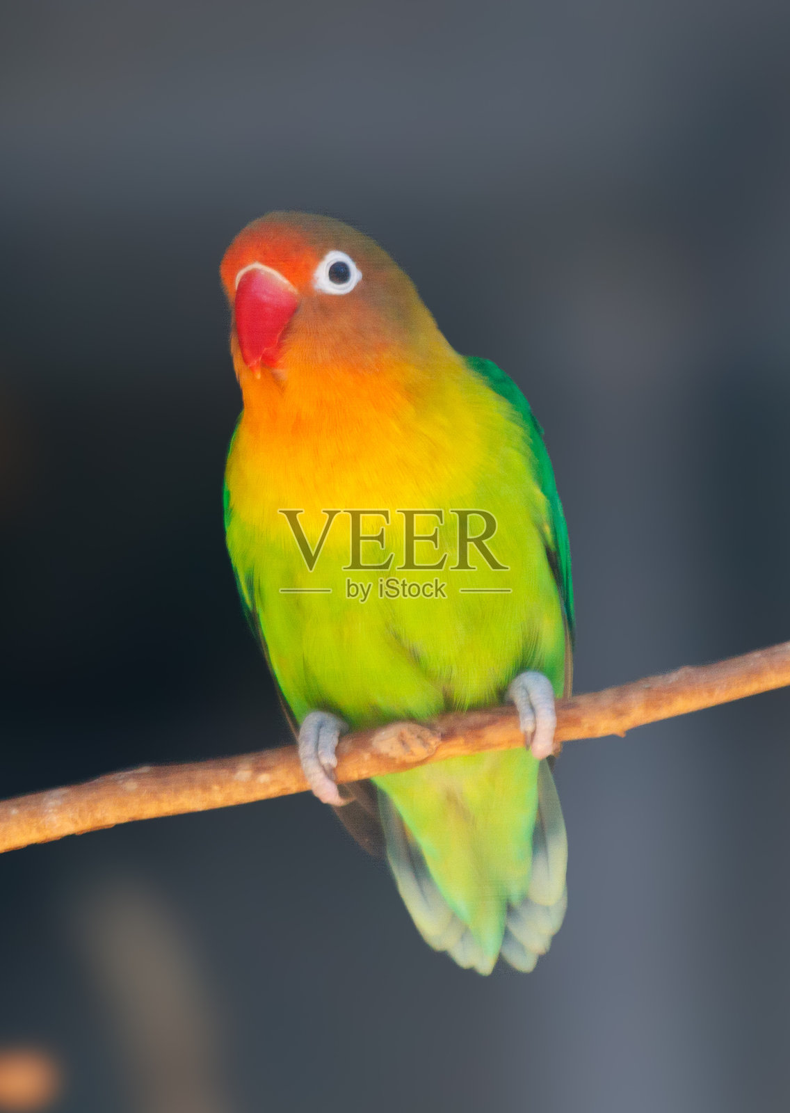 动物园里一只鹦鹉的肖像照片摄影图片