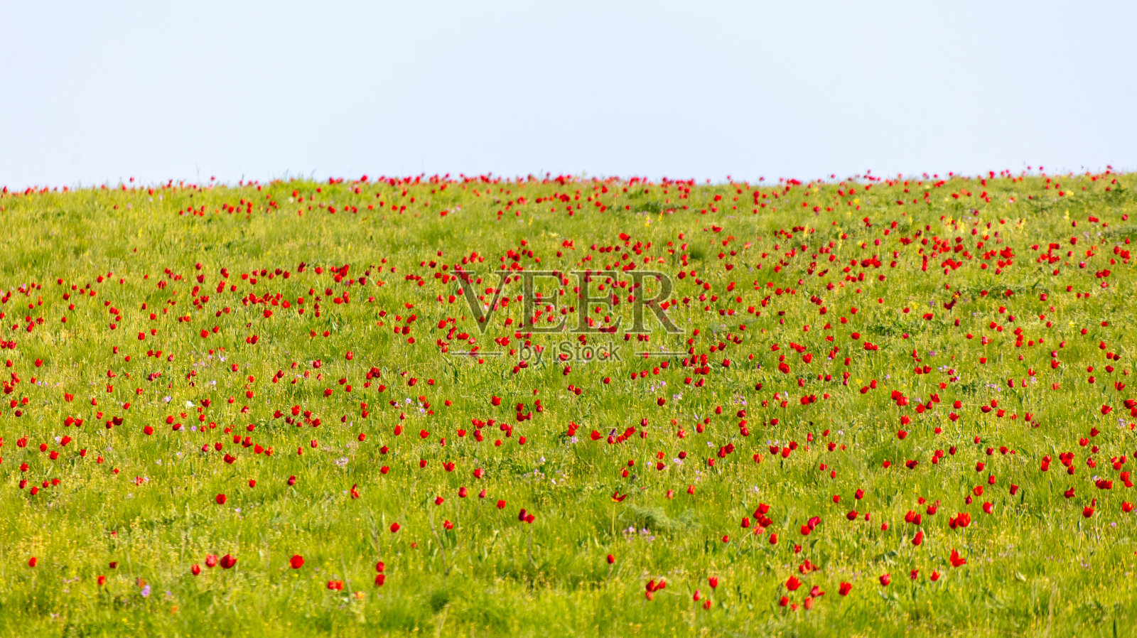 在春天的大草原上，以红色郁金香为背景的田野。照片摄影图片