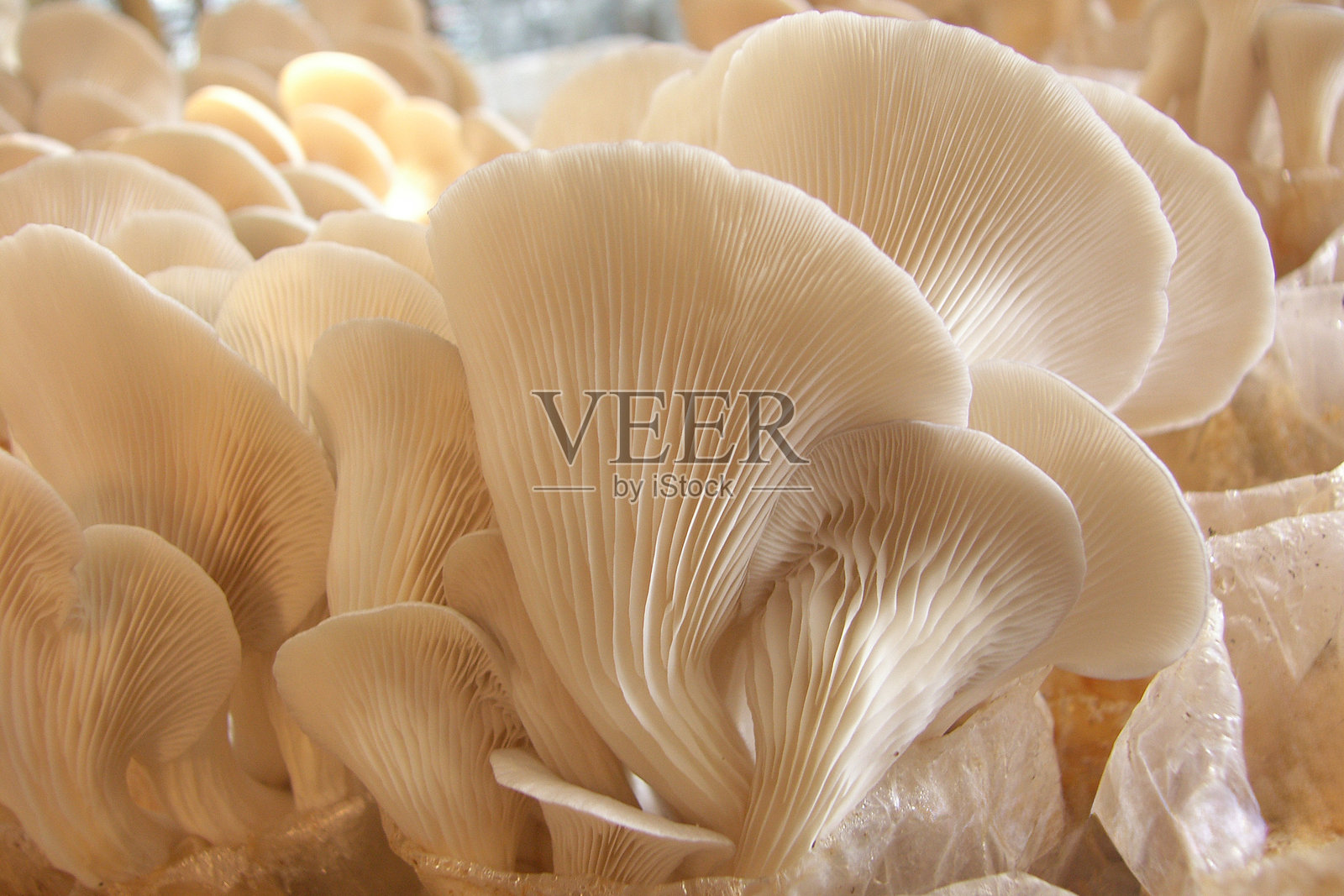 白底微距拍摄的平菇照片摄影图片